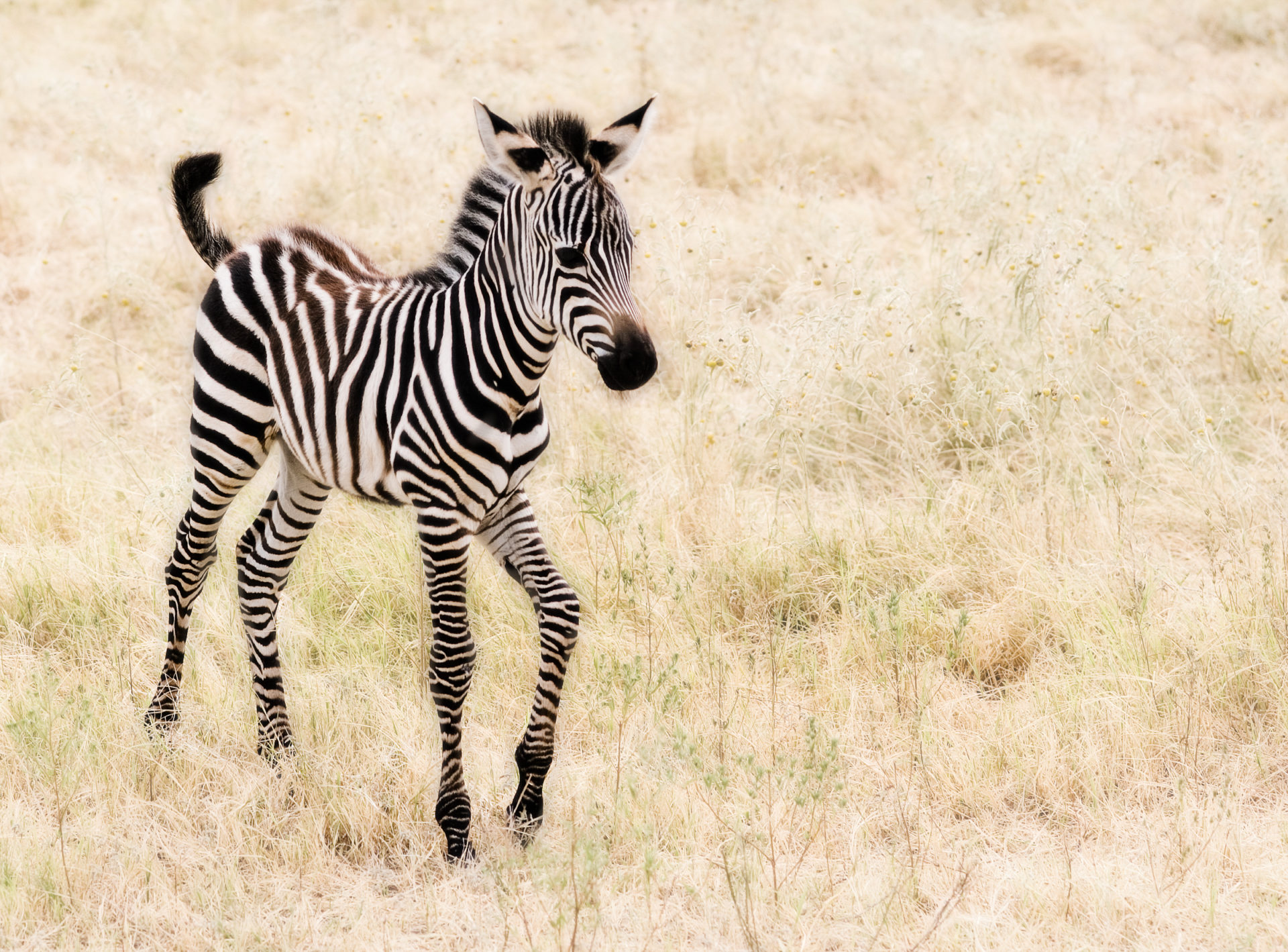 Cucciolo di zebra nella savana, 1920x1419 WUXGA, PC Desktop