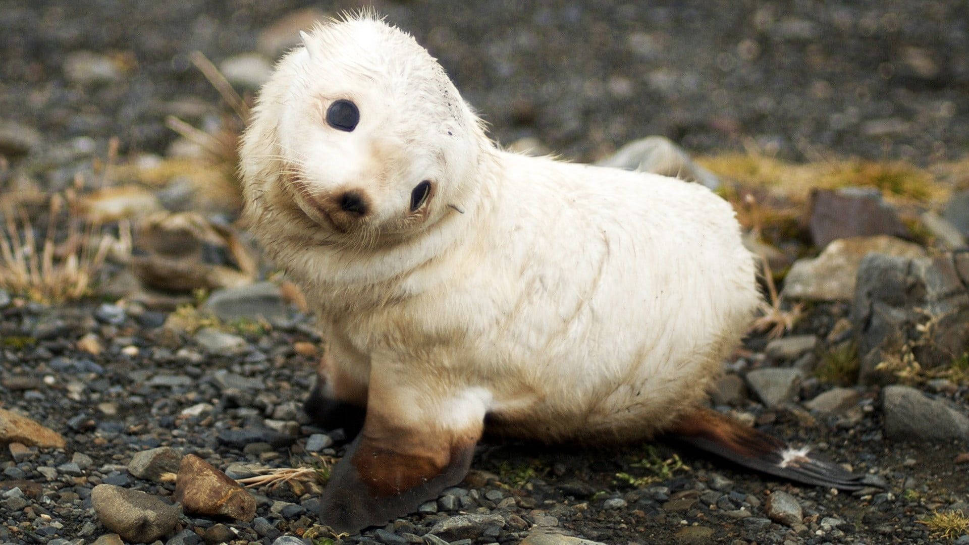Cucciolo di foca bianca, 1920x1080 Full HD, Desktop