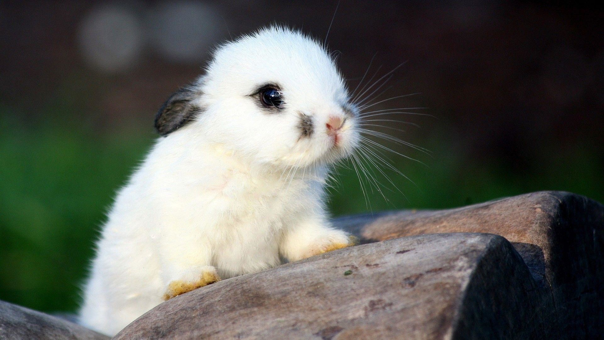 Coniglietto bianco cucciolo peloso, 1920x1080 Full HD 1080p, Desktop