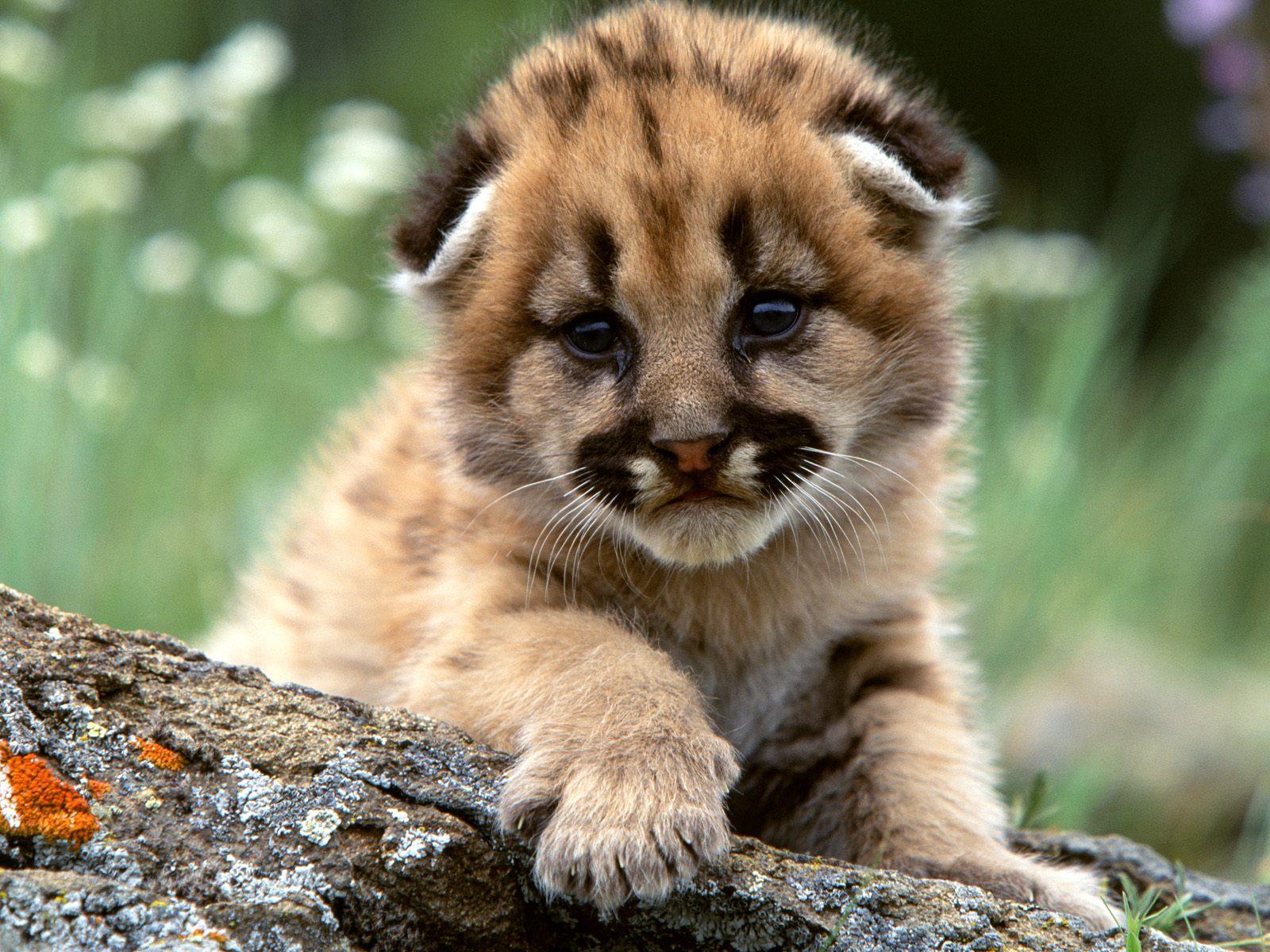 Cucciolo di puma su roccia, 1600x1200 HD Ready, Desktop