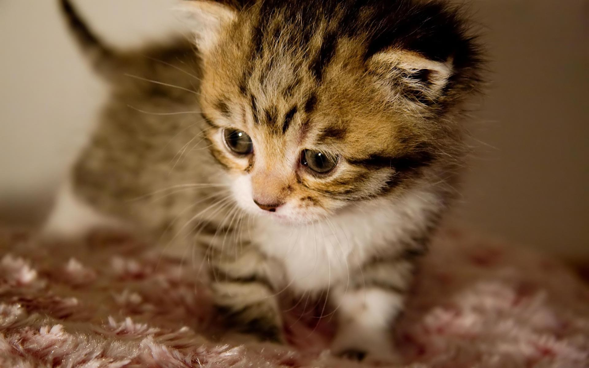 Cucciolo di gatto tigrato, 1920x1200 Full HD+, iMac