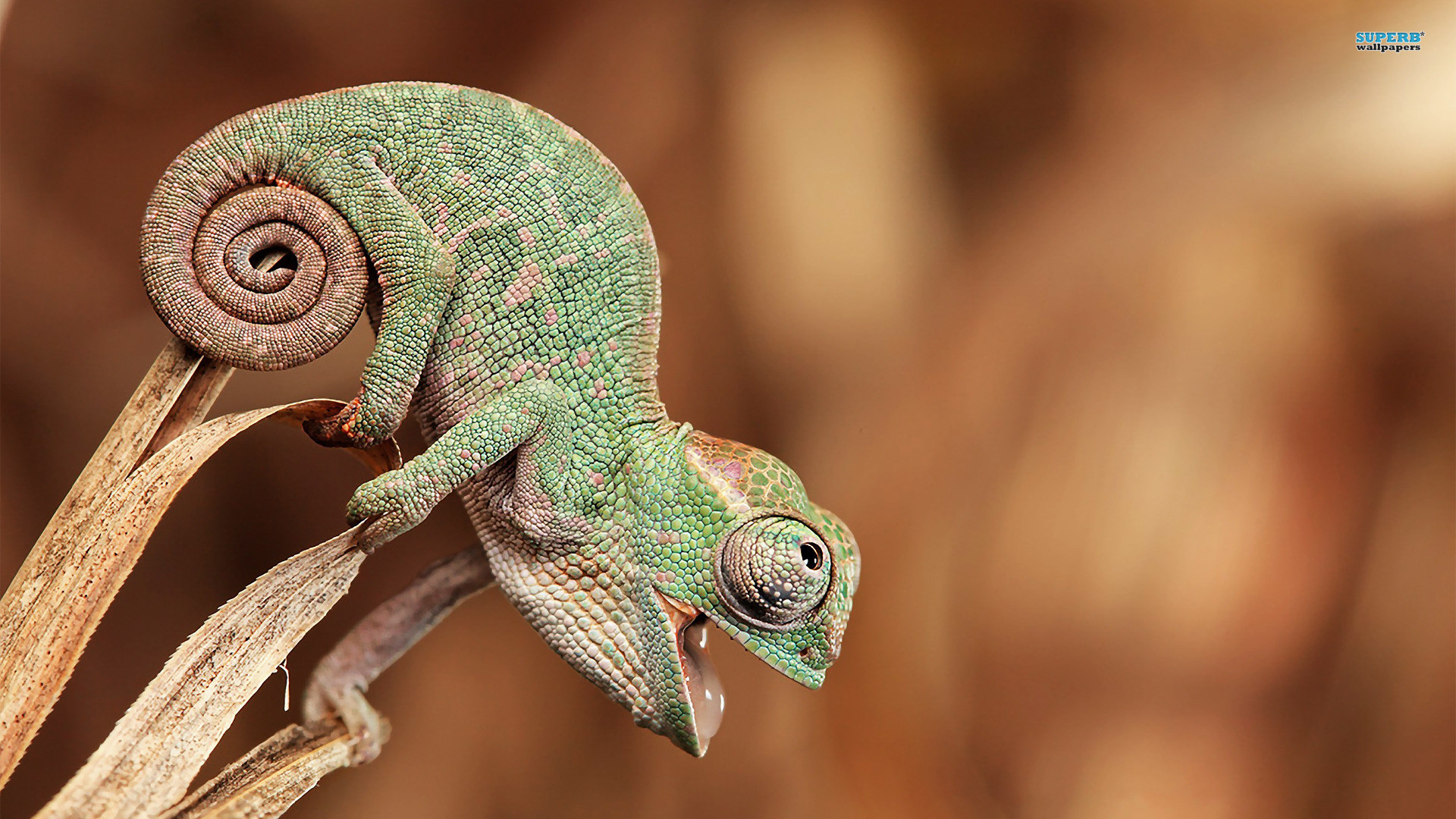 Camaleonte verde su ramo, 1920x1080 Full HD 1080p, PC Desktop