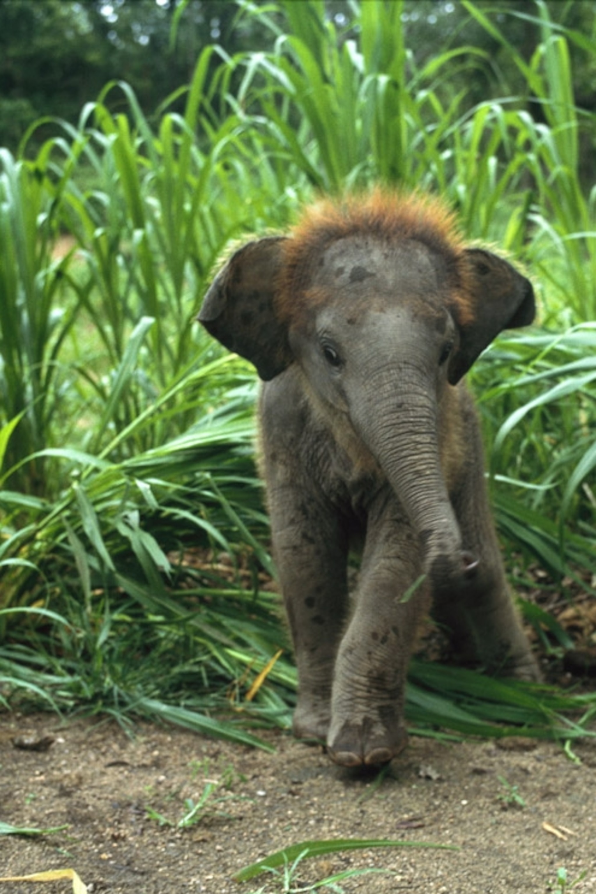 Cucciolo di elefante nell'erba, 2047x3072 Verticale, Telefono