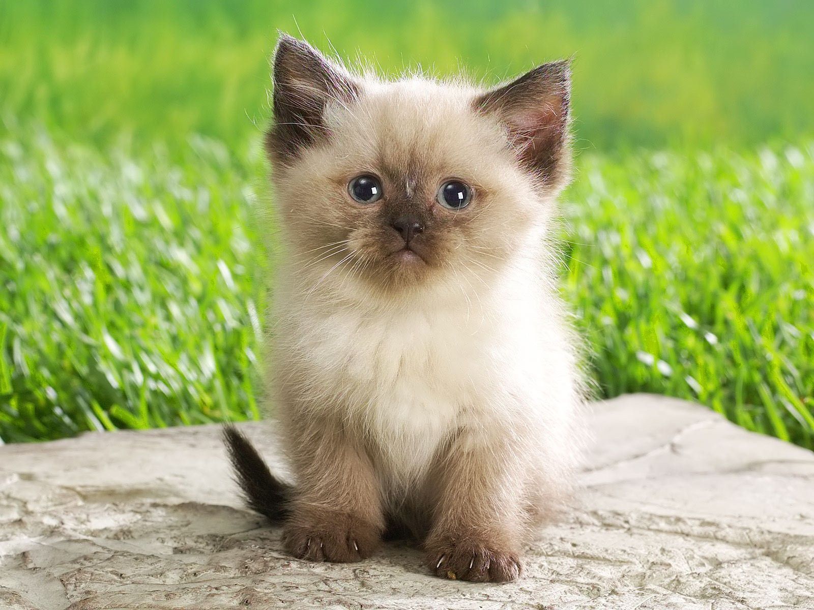Gattino siamese su pietra, 1600x1200 HD Ready, PC