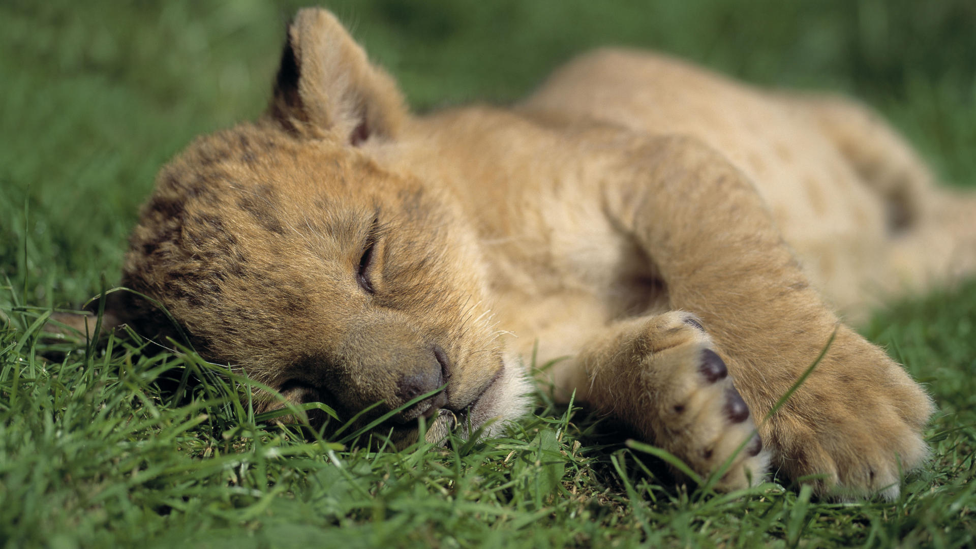 Cucciolo di leone addormentato, 1920x1080 Full HD, Desktop