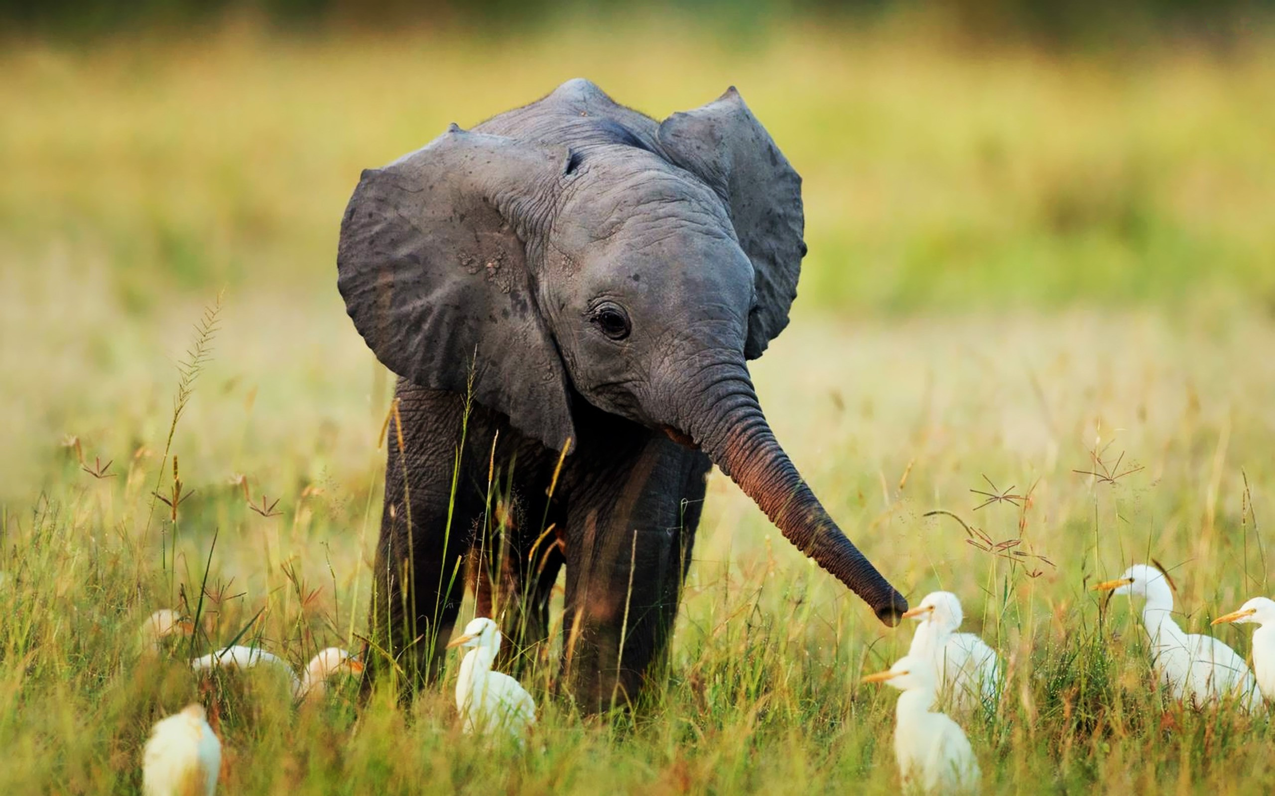 Cucciolo di elefante nella savana, 2560x1600 WQXGA, PC