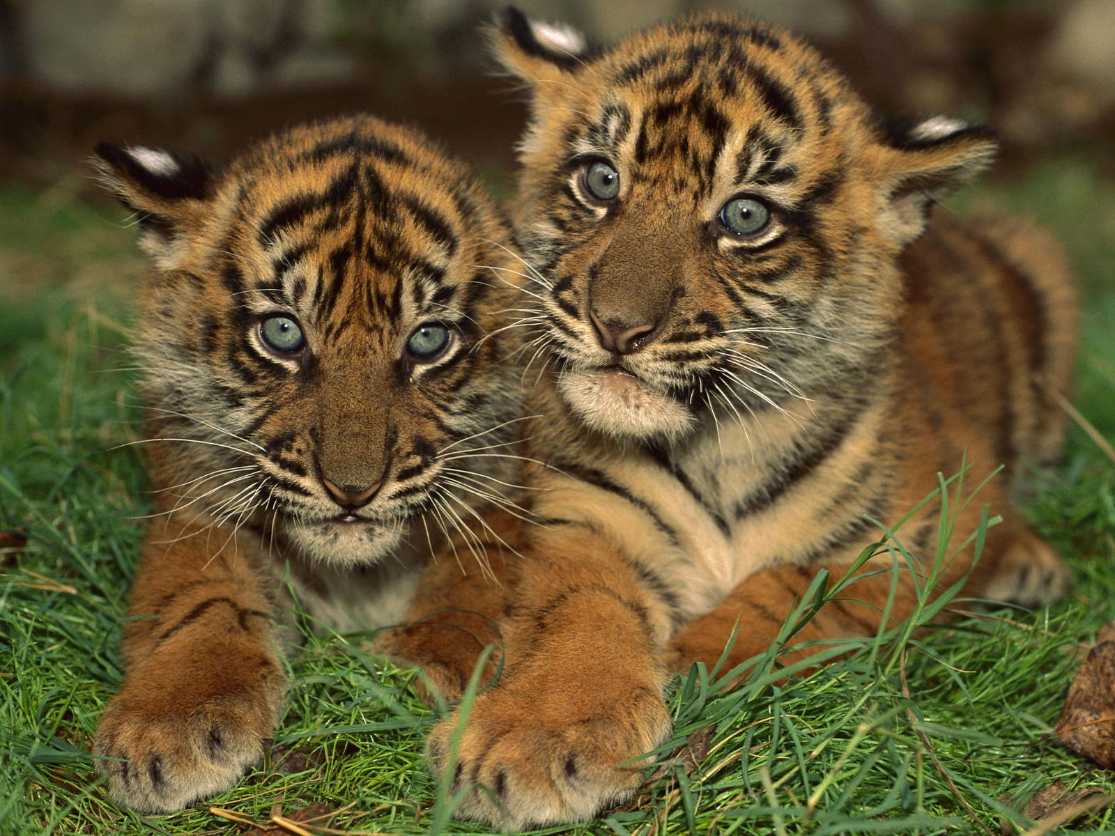 Cuccioli di tigre nell'erba, 1600x1200 900p, Desktop