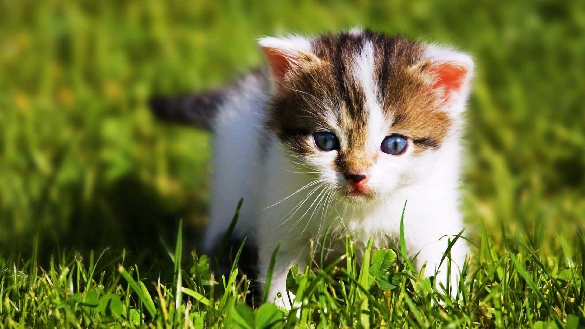 Gattino bianco nell'erba, 1920x1080 Full HD 1080p, Laptop
