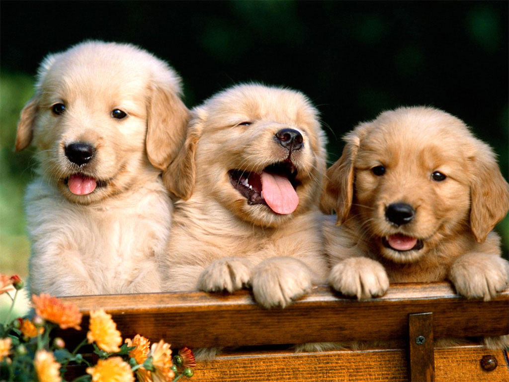 Cuccioli golden retriever nel carretto, 1024x768 HD, PC