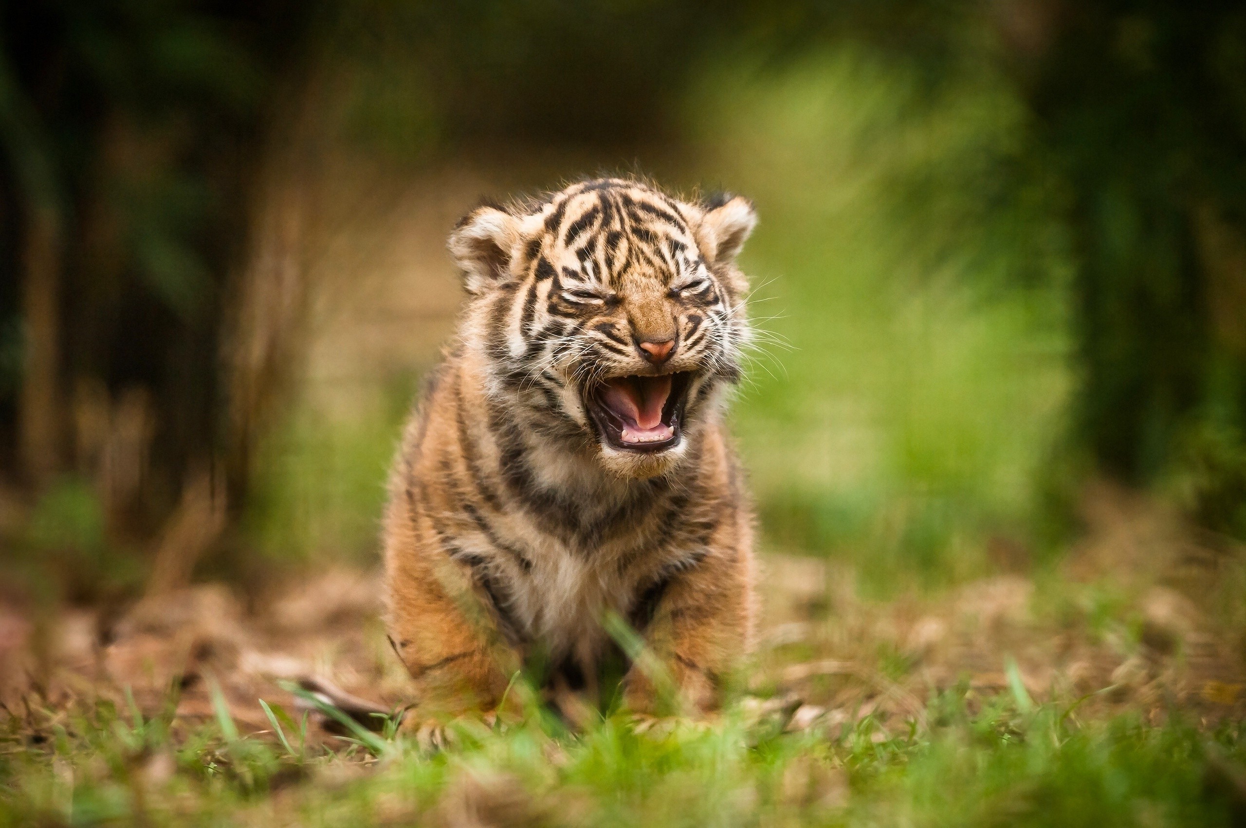 Cucciolo di tigre nel bosco, 2560x1703 2K, Desktop