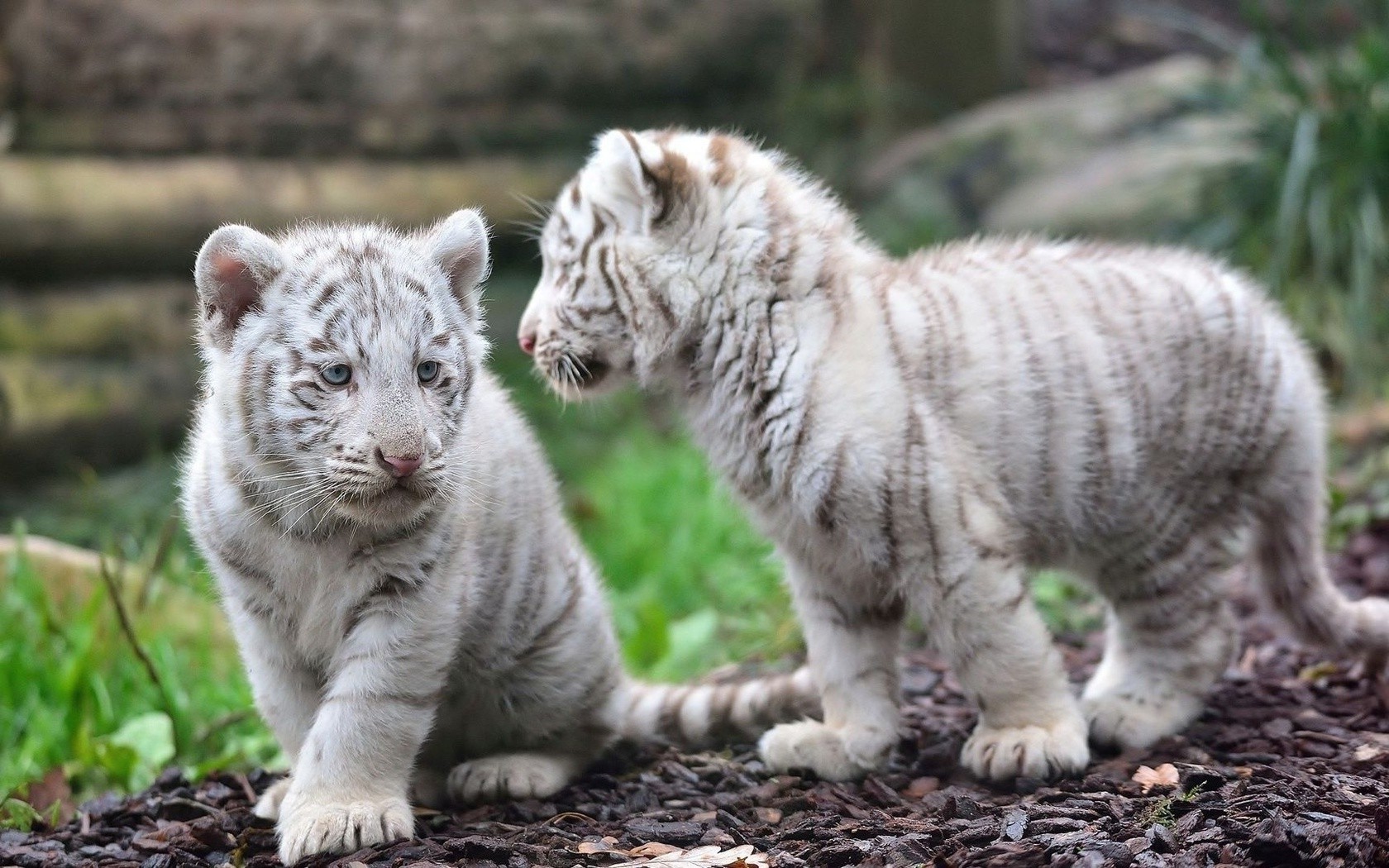 Cuccioli di tigre bianca, 1680x1050 HD Ready, Acer Nitro