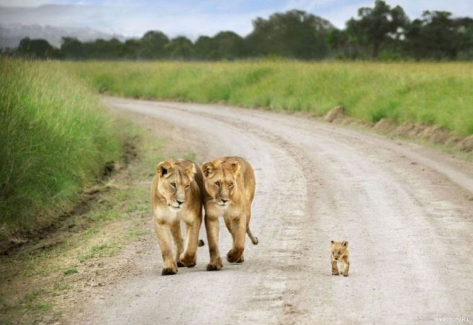 Leonesse e cucciolo su sentiero, 1600x1100 HD, Desktop