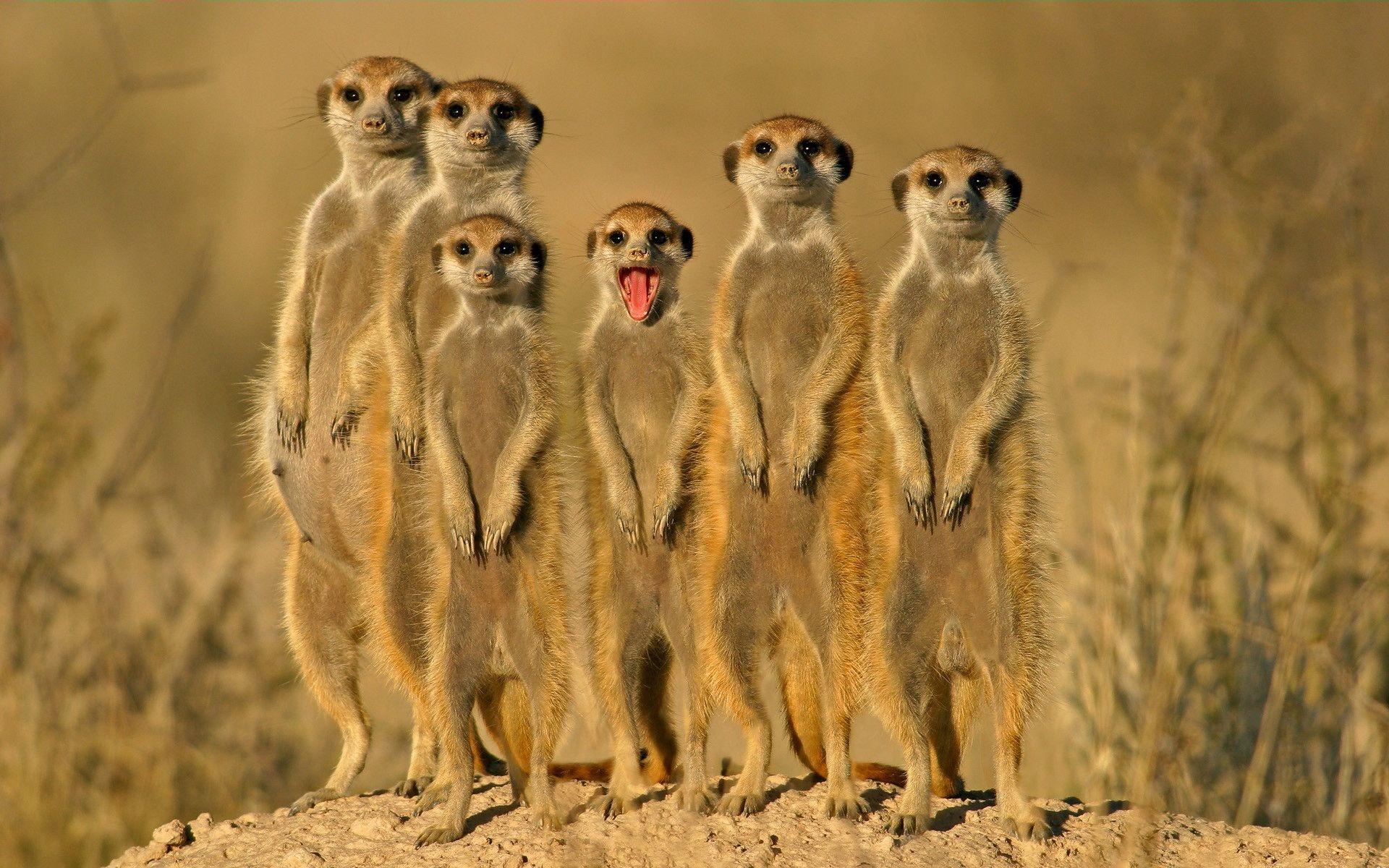 Gruppo di suricati divertenti, 1920x1200 Full HD+, Laptop