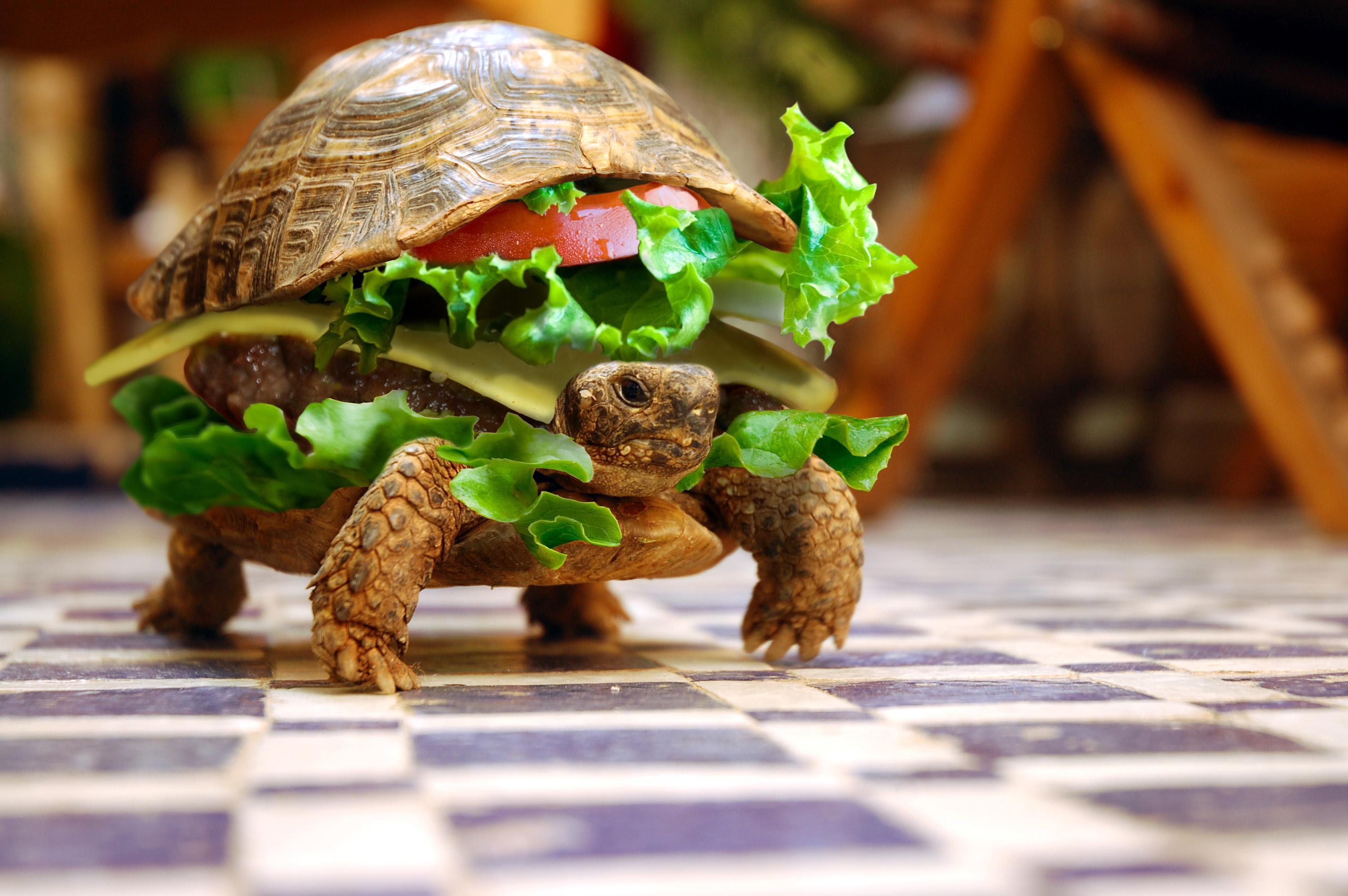 Tartaruga travestita da panino, 3008x2000 WQXGA, Desktop