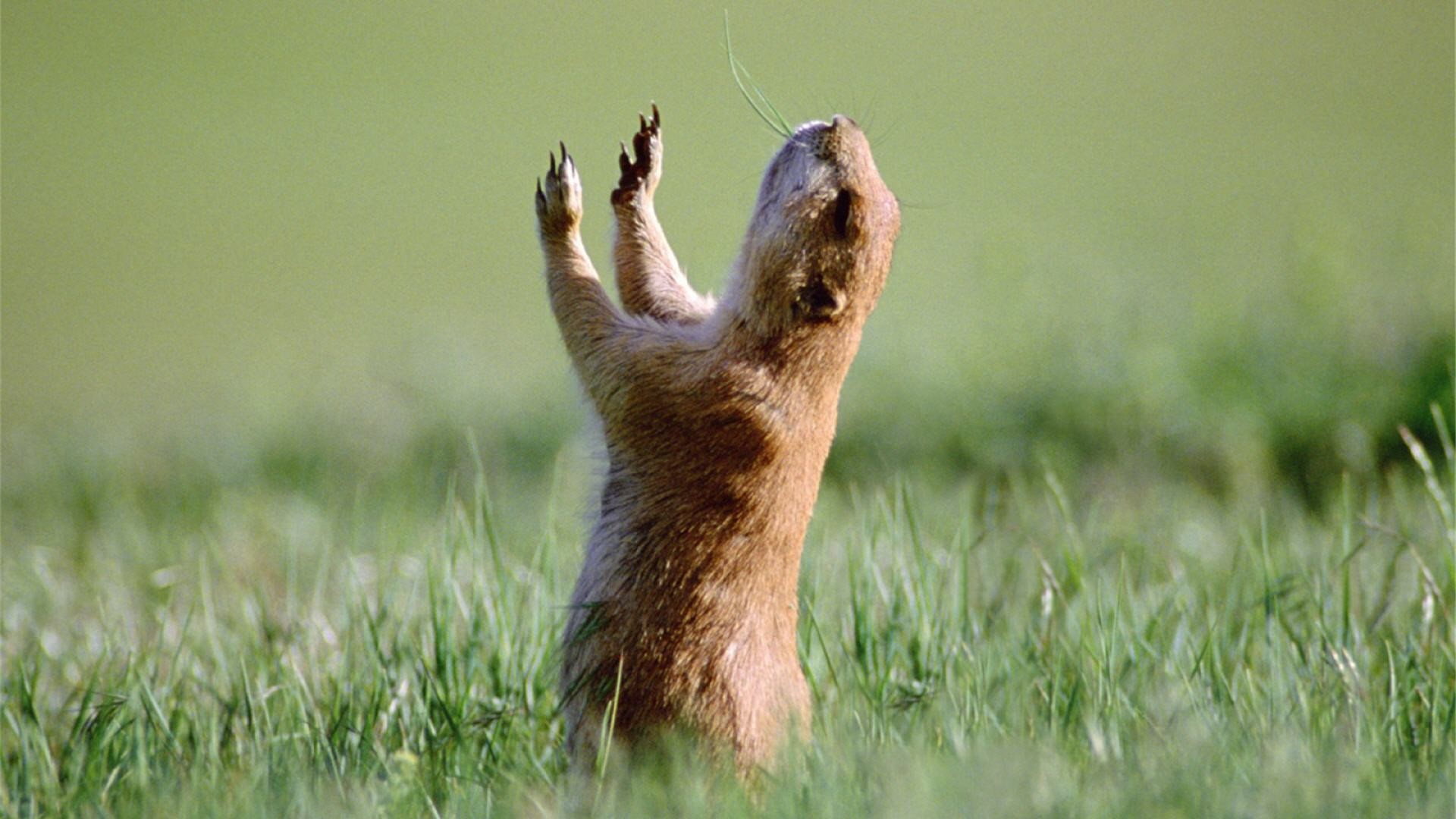 Marmotta divertente in piedi, 1920x1080 1080p, PC