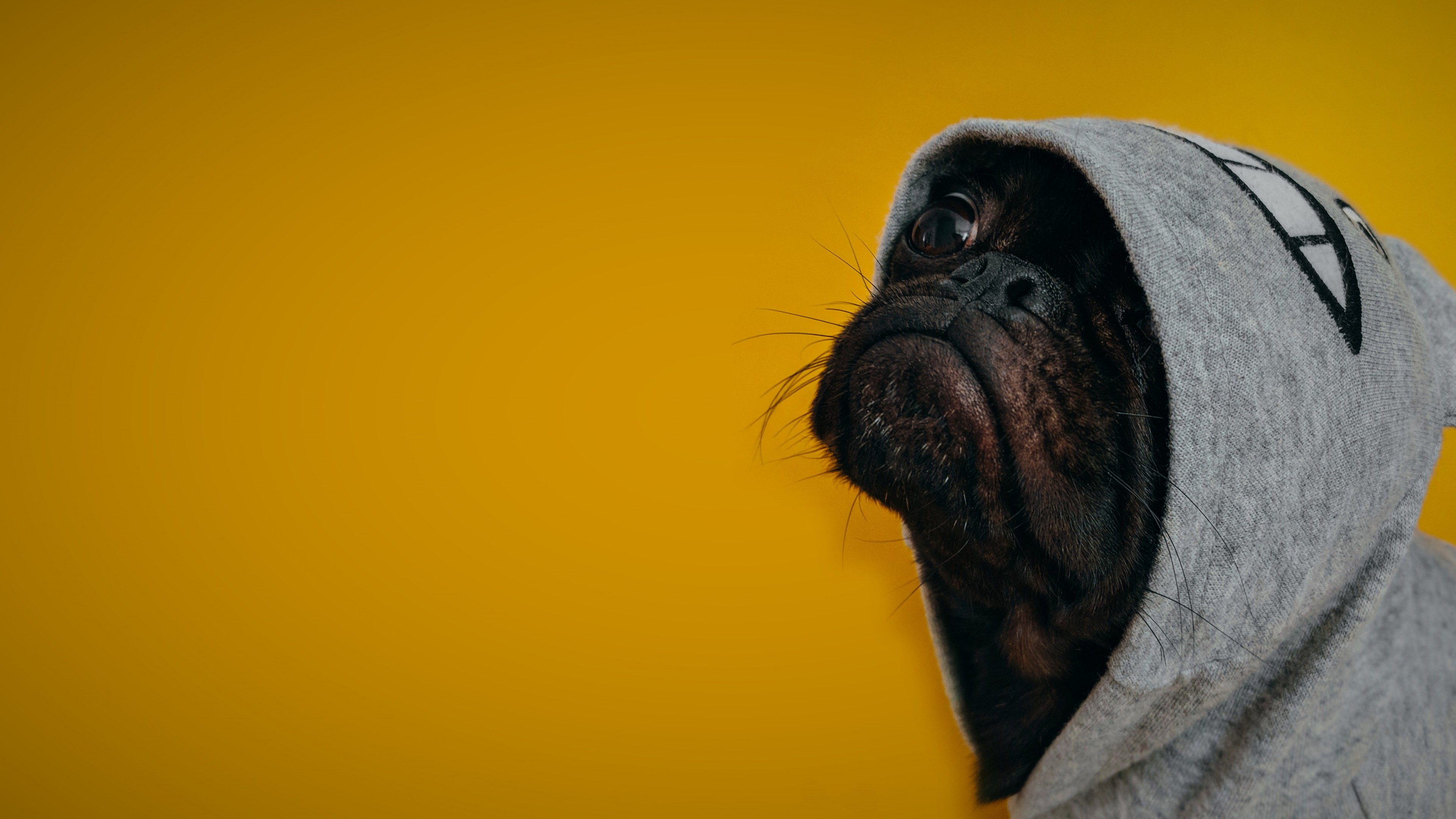 Cane con felpa con cappuccio, 3840x2160 4K Ultra HD, Monitor 4K