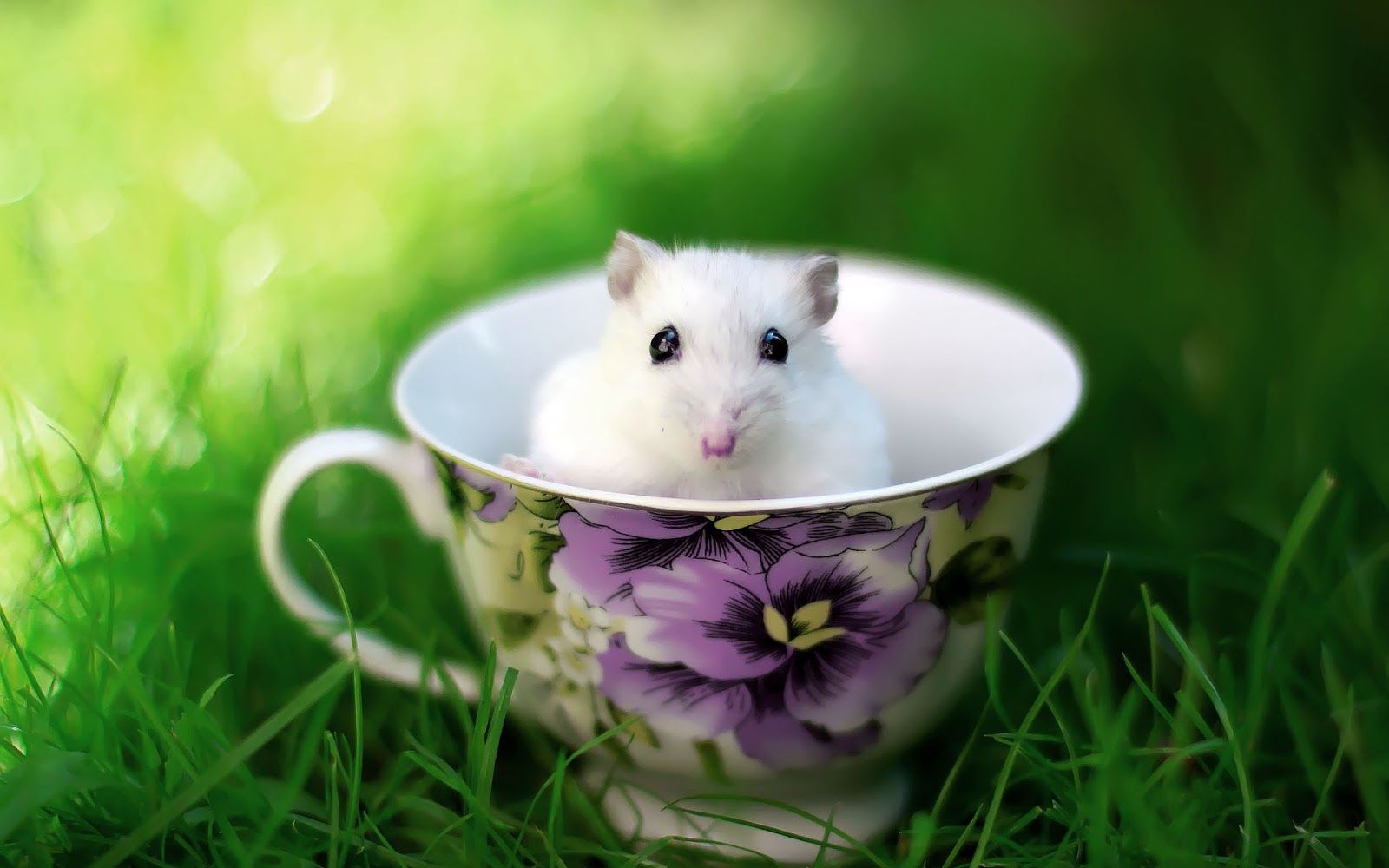 Criceto bianco in tazza fiorita, 1600x1000 900p, PC