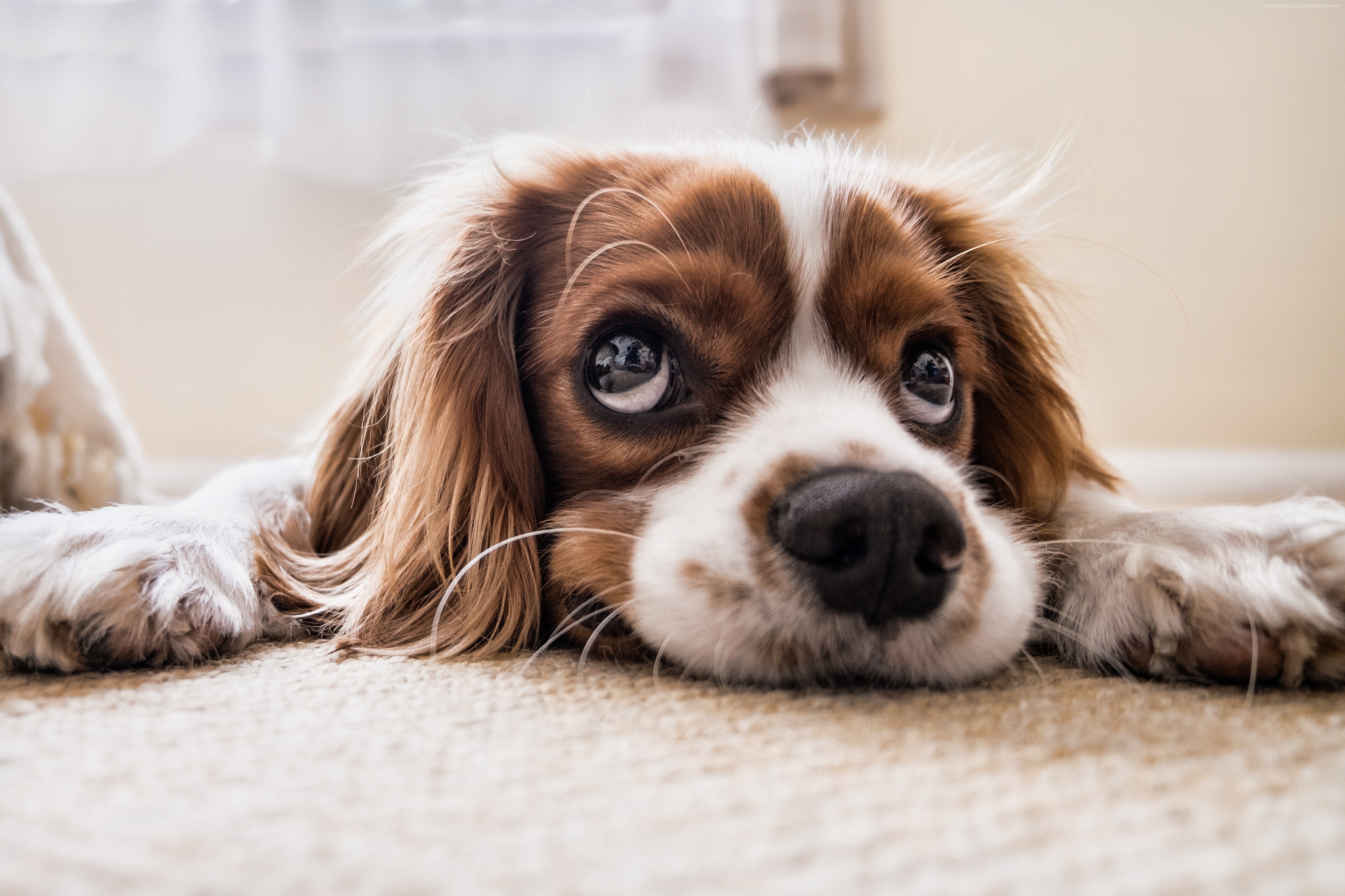 Cucciolo cane spaniel marrone bianco, 3943x2628 UHD, PC 4K