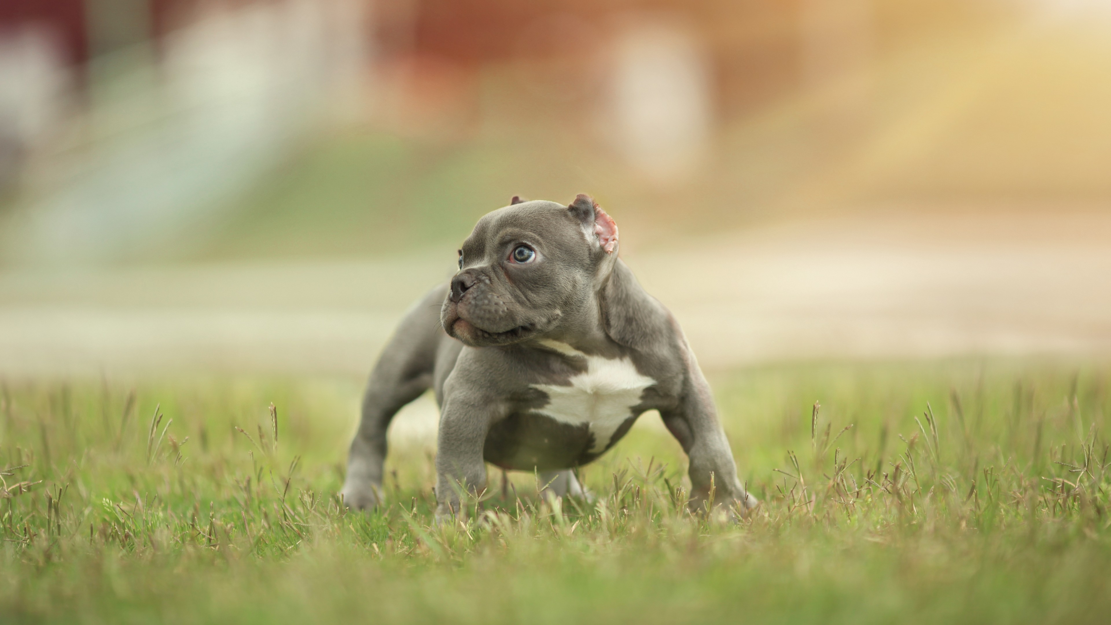 Cucciolo di cane sull'erba, 3840x2160 Ultra HD, 4K TV