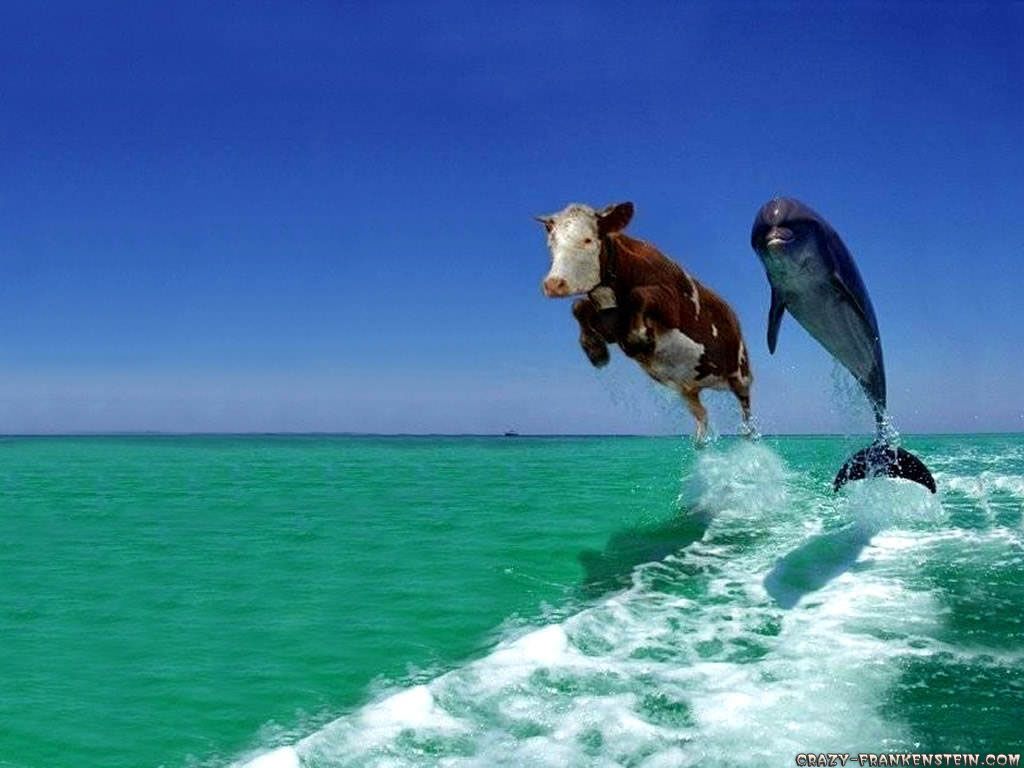 Mucca e delfino saltano mare, 1024x768 HD, PC Desktop