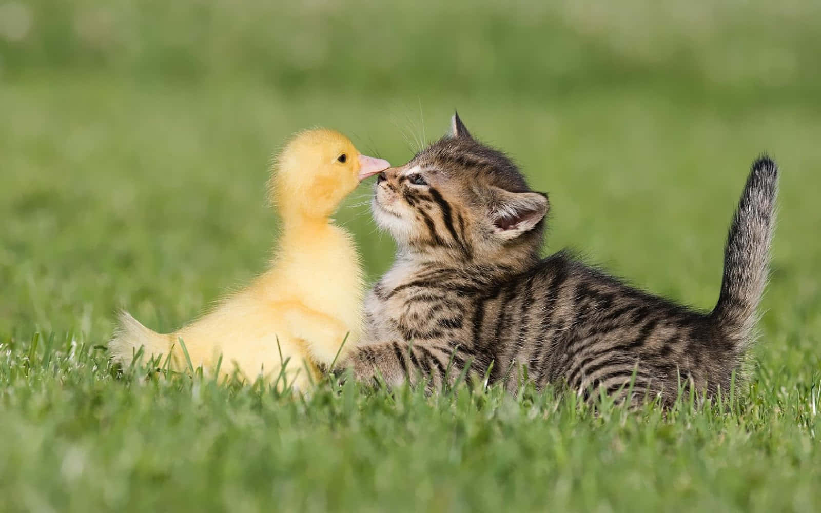 Gattino e anatroccolo nell'erba, 1600x1000 900p, Desktop