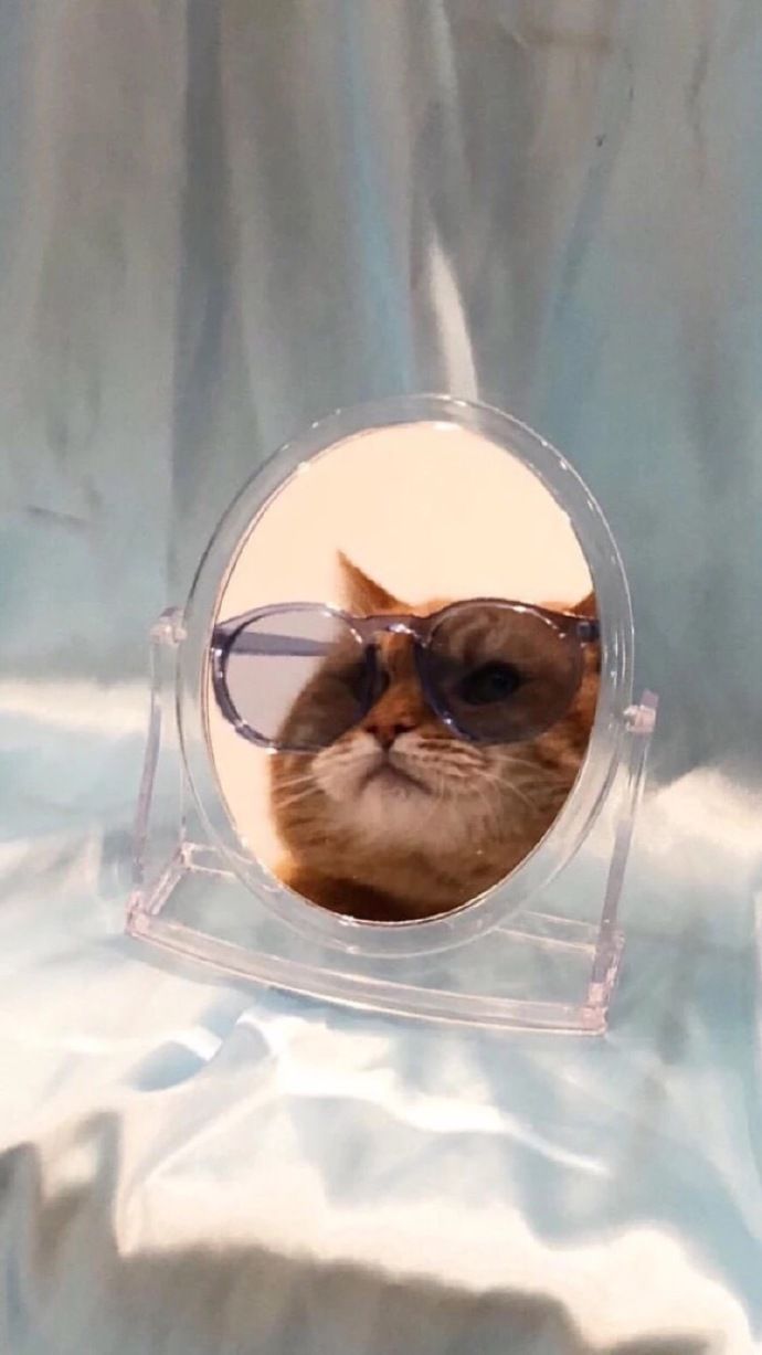 Gatto con occhiali da sole, 690x1227 Verticale, Mobile