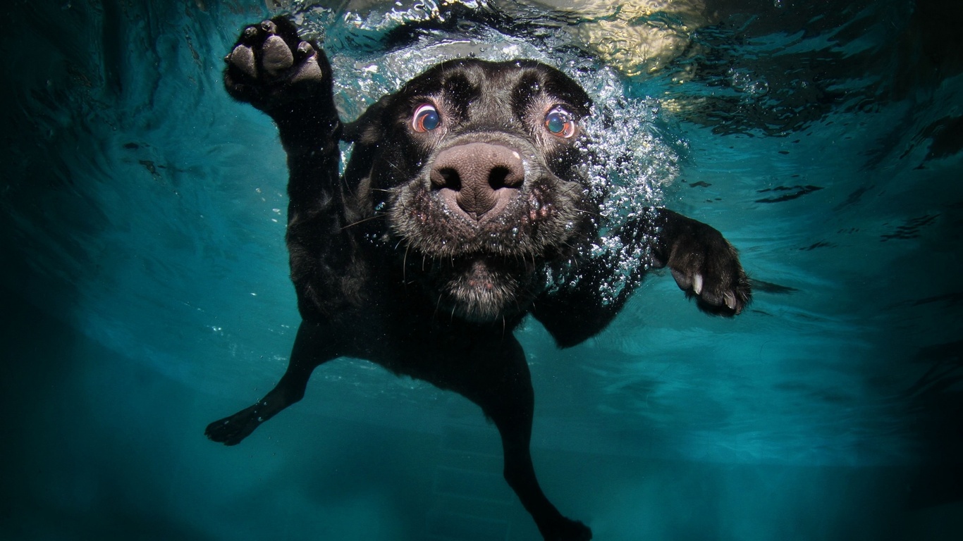 Cane nero sott'acqua, 1366x768 720p, Laptop
