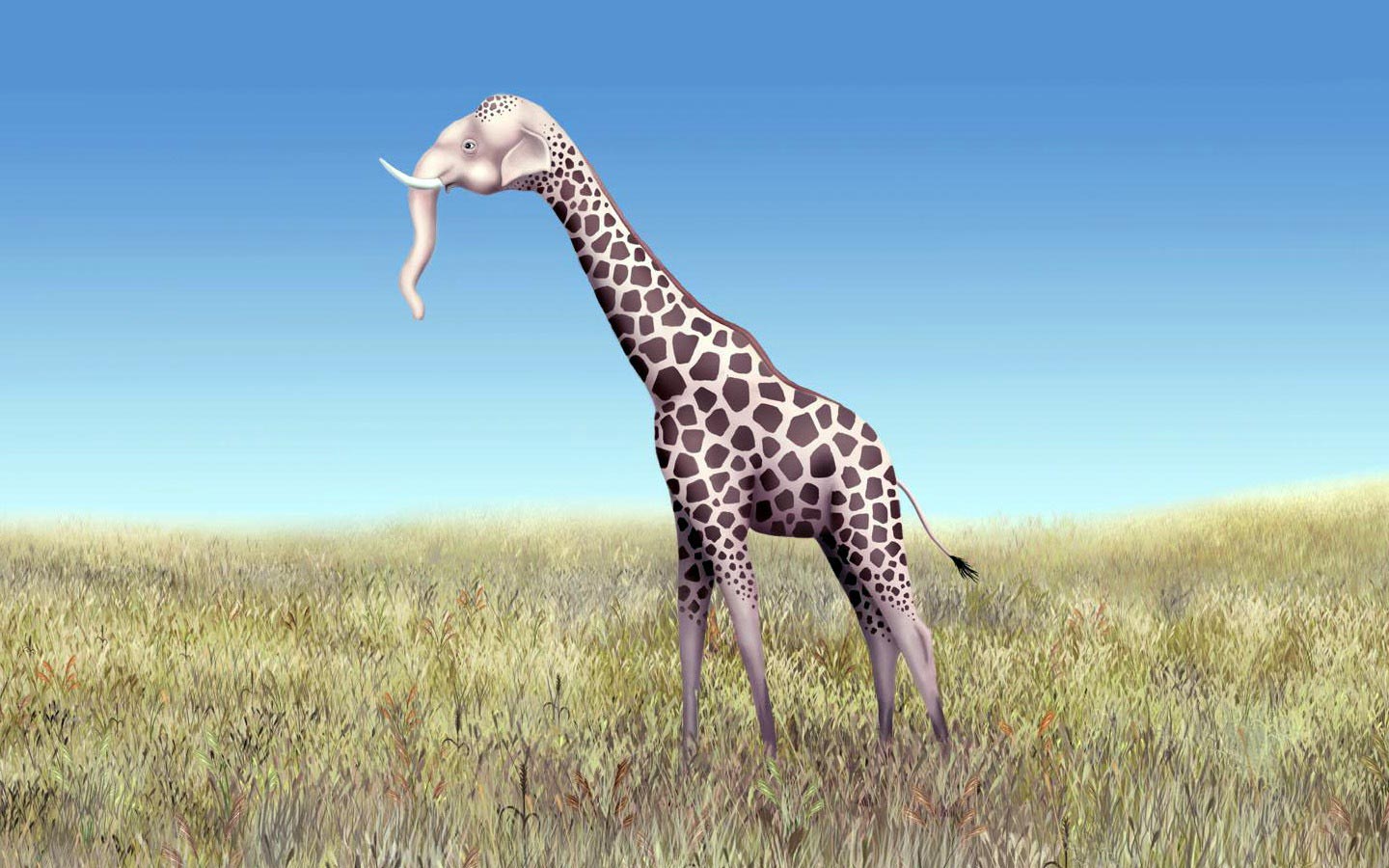 Giraffa con testa di elefante, 1440x900 HD, Desktop
