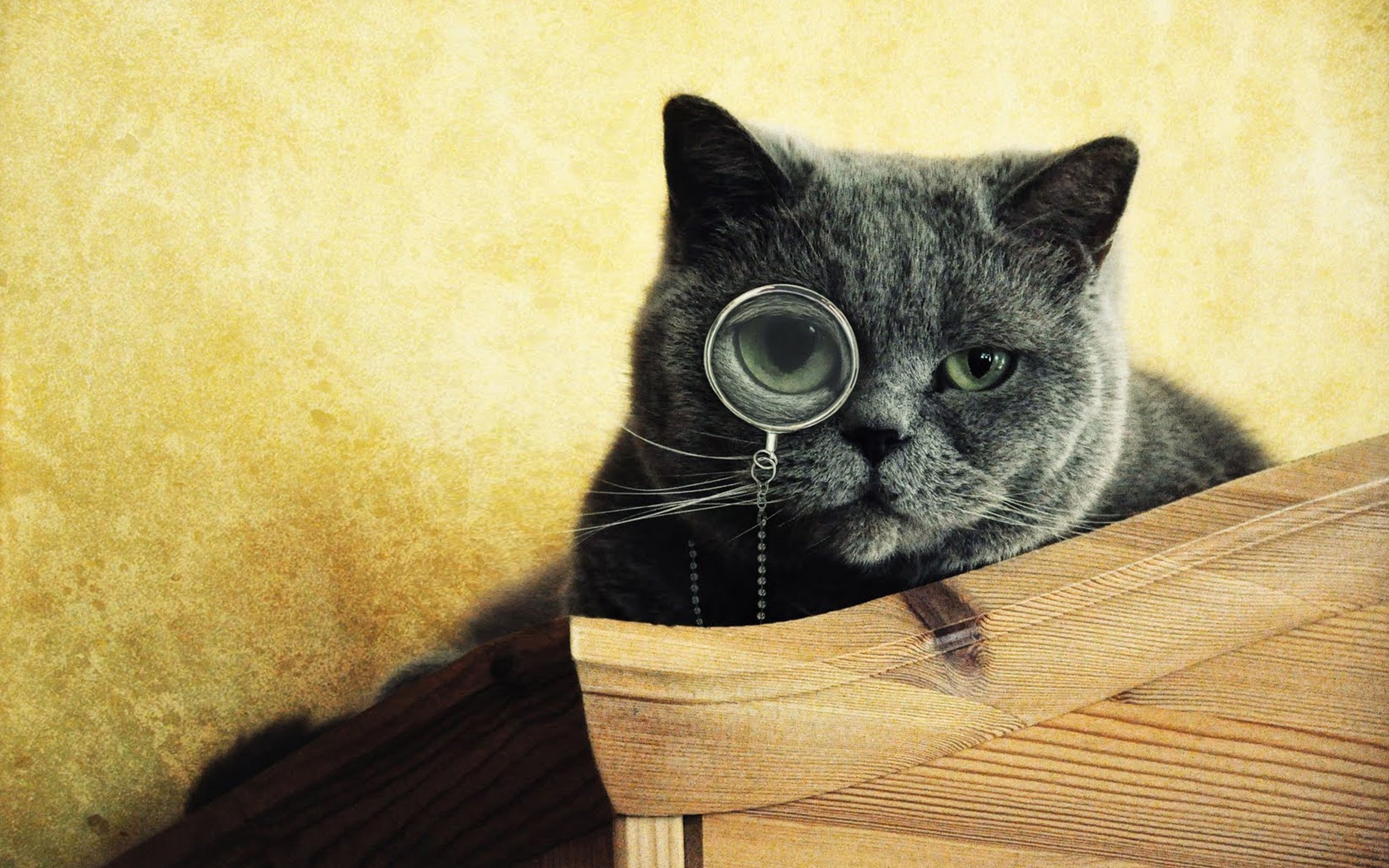 Gatto grigio con monocolo, 2560x1600 WQXGA, Desktop