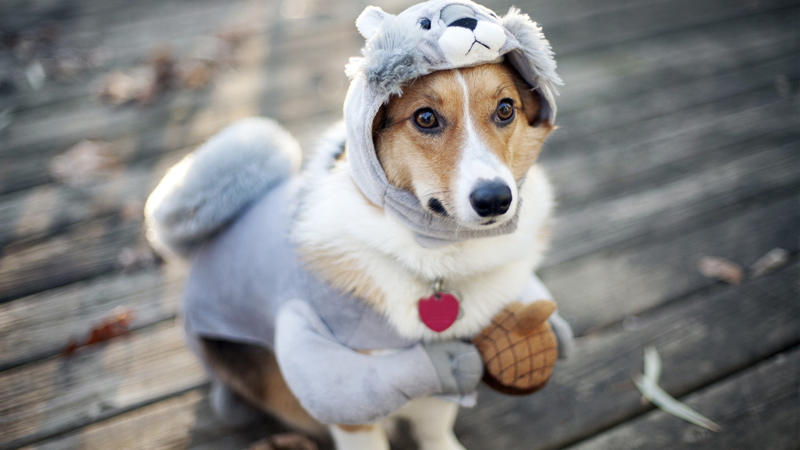 Cane con costume da lupo, 1600x900 900p, PC