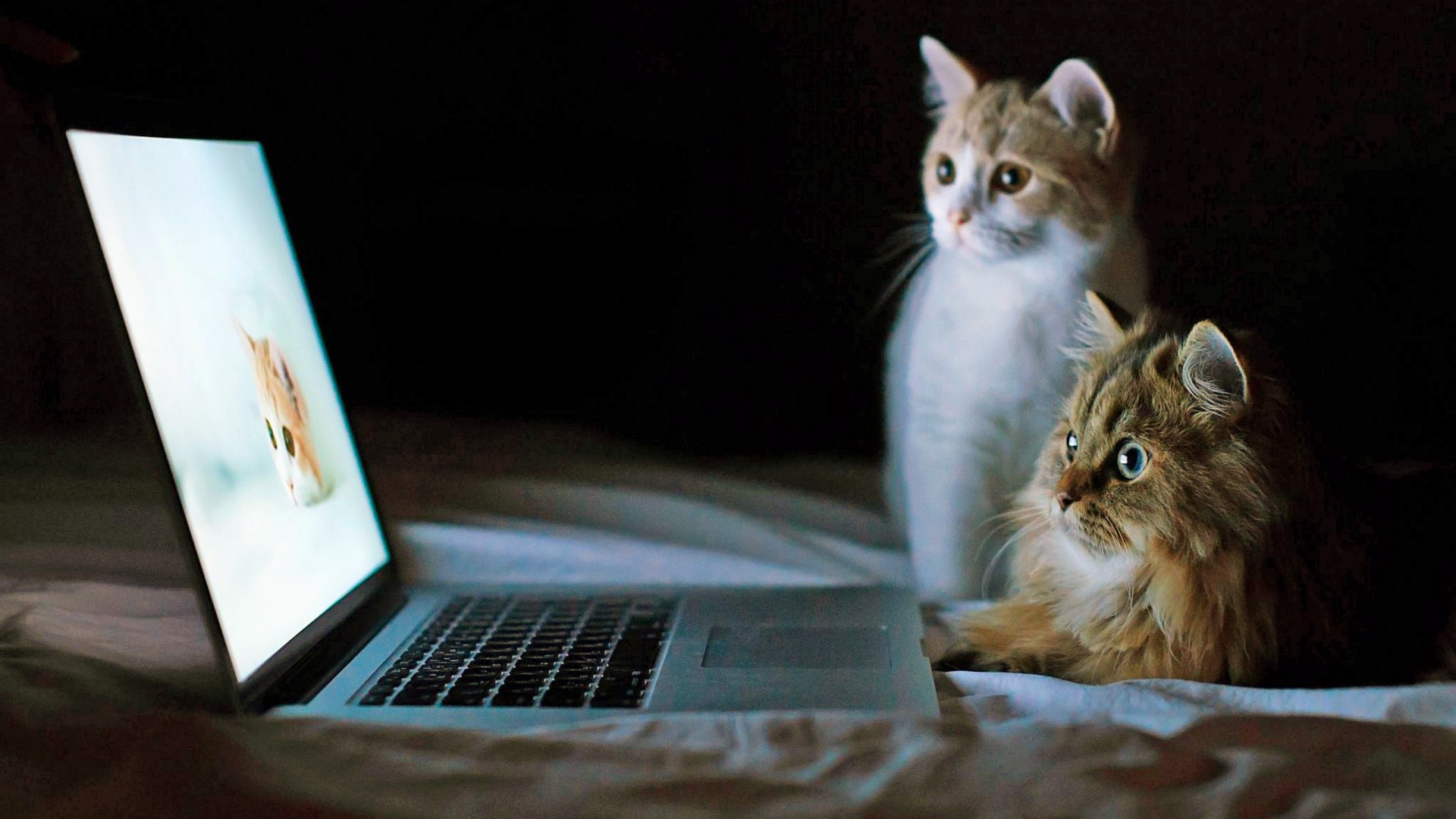 Due gatti guardano laptop, 1920x1080 Full HD, PC Desktop
