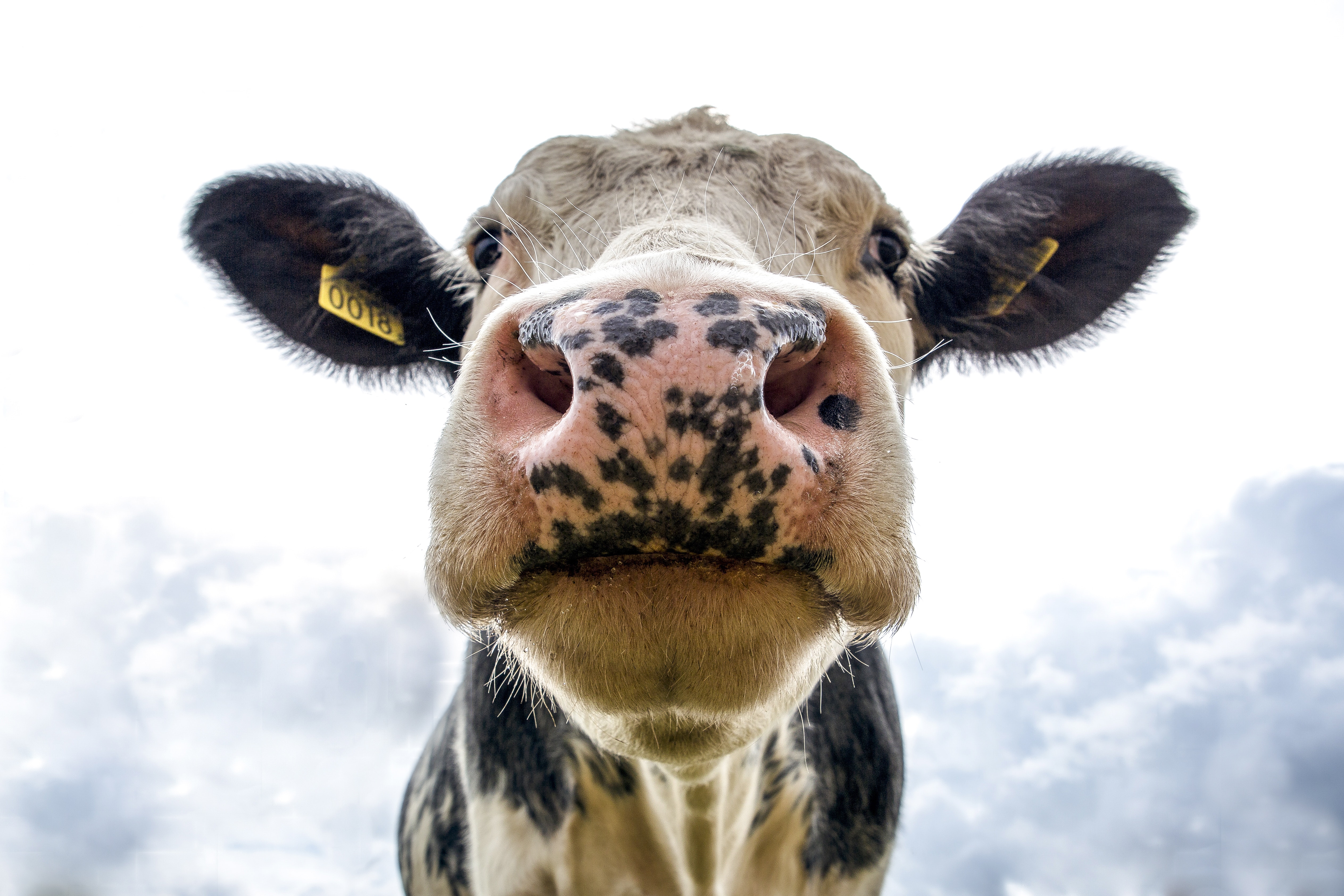 Mucca primo piano divertente, 5052x3368 4K, Desktop 4K
