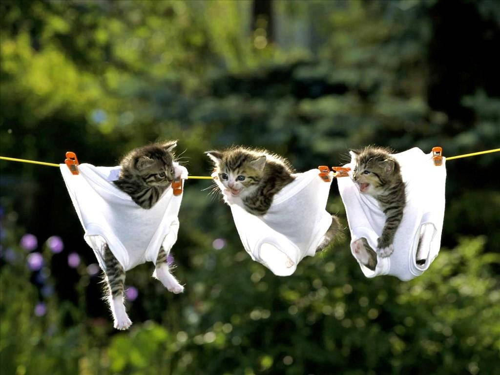 Gattini divertenti in mutande stese, 1024x768 HD, Laptop