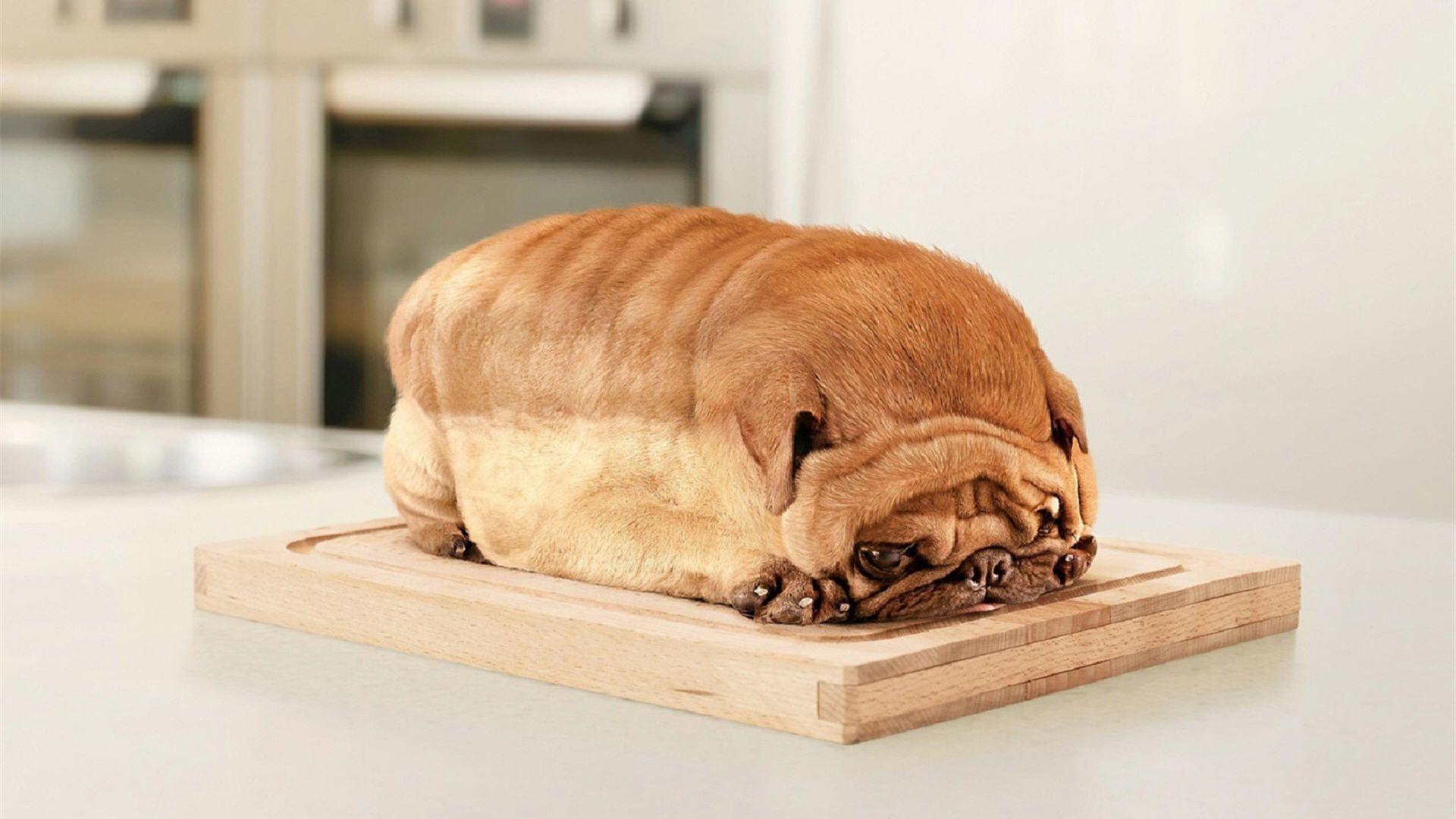 Pane a forma di cane, 1920x1080 Full HD 1080p, Desktop