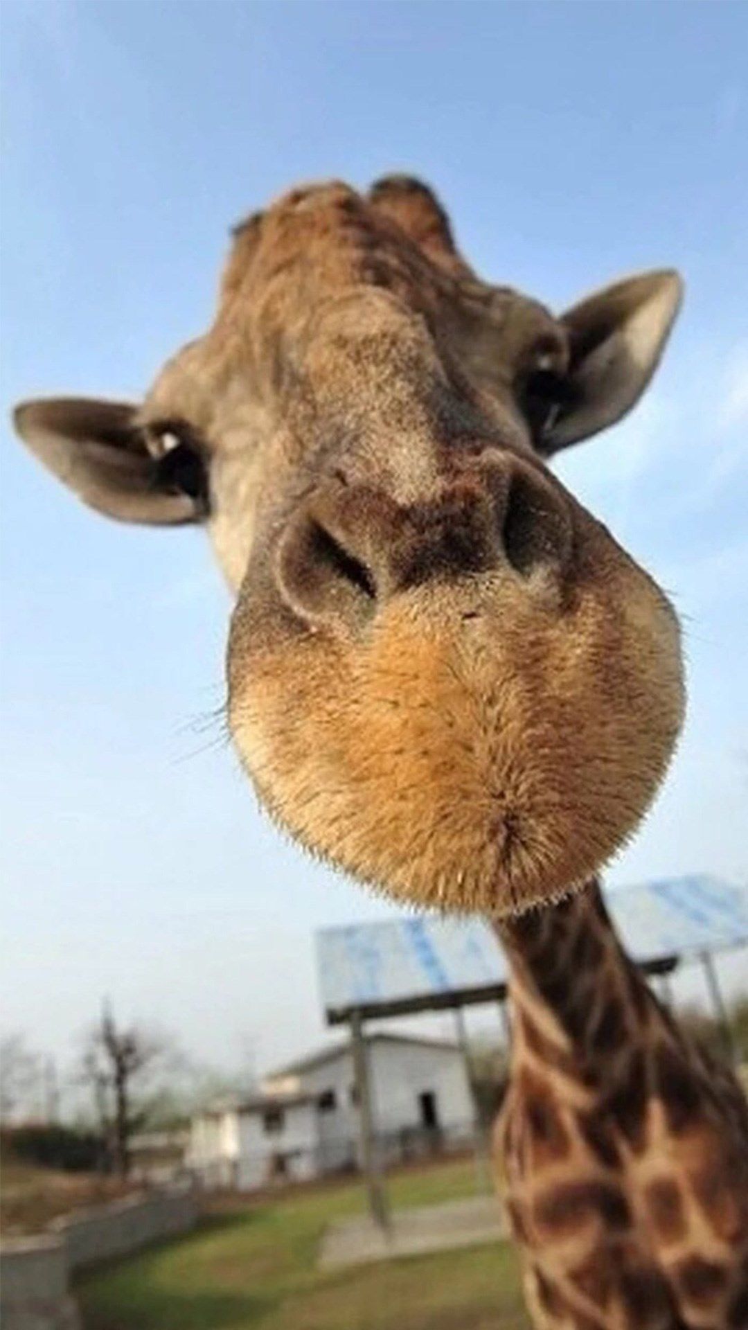 Giraffa primo piano naso, 1080x1920 Full HD Verticale, Samsung Galaxy