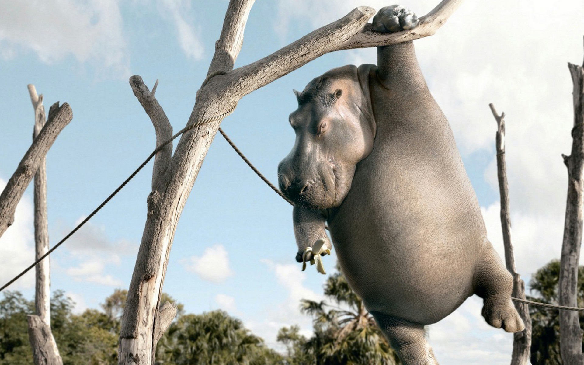 ippopotamo appeso a ramo, 1920x1200 WUXGA, Desktop