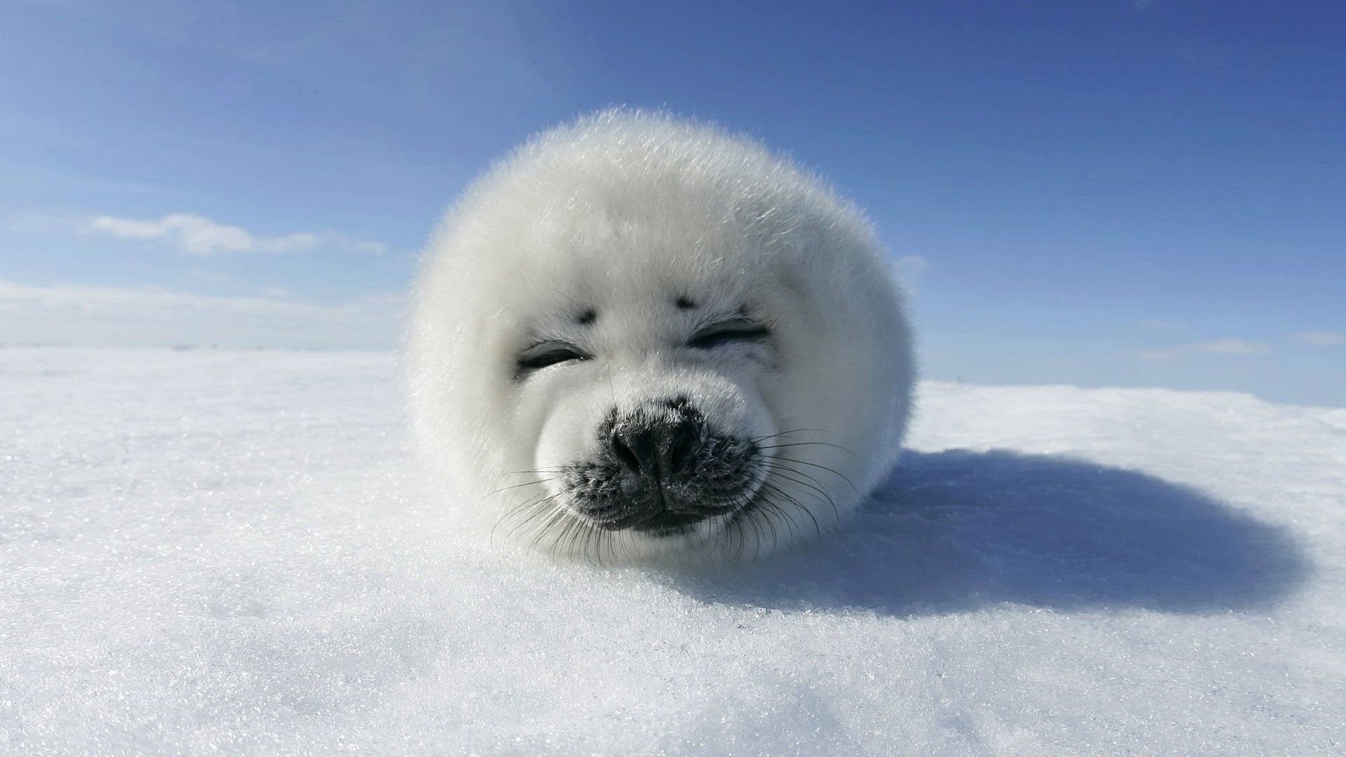 Cucciolo di foca bianca, 1920x1080 Full HD, Desktop