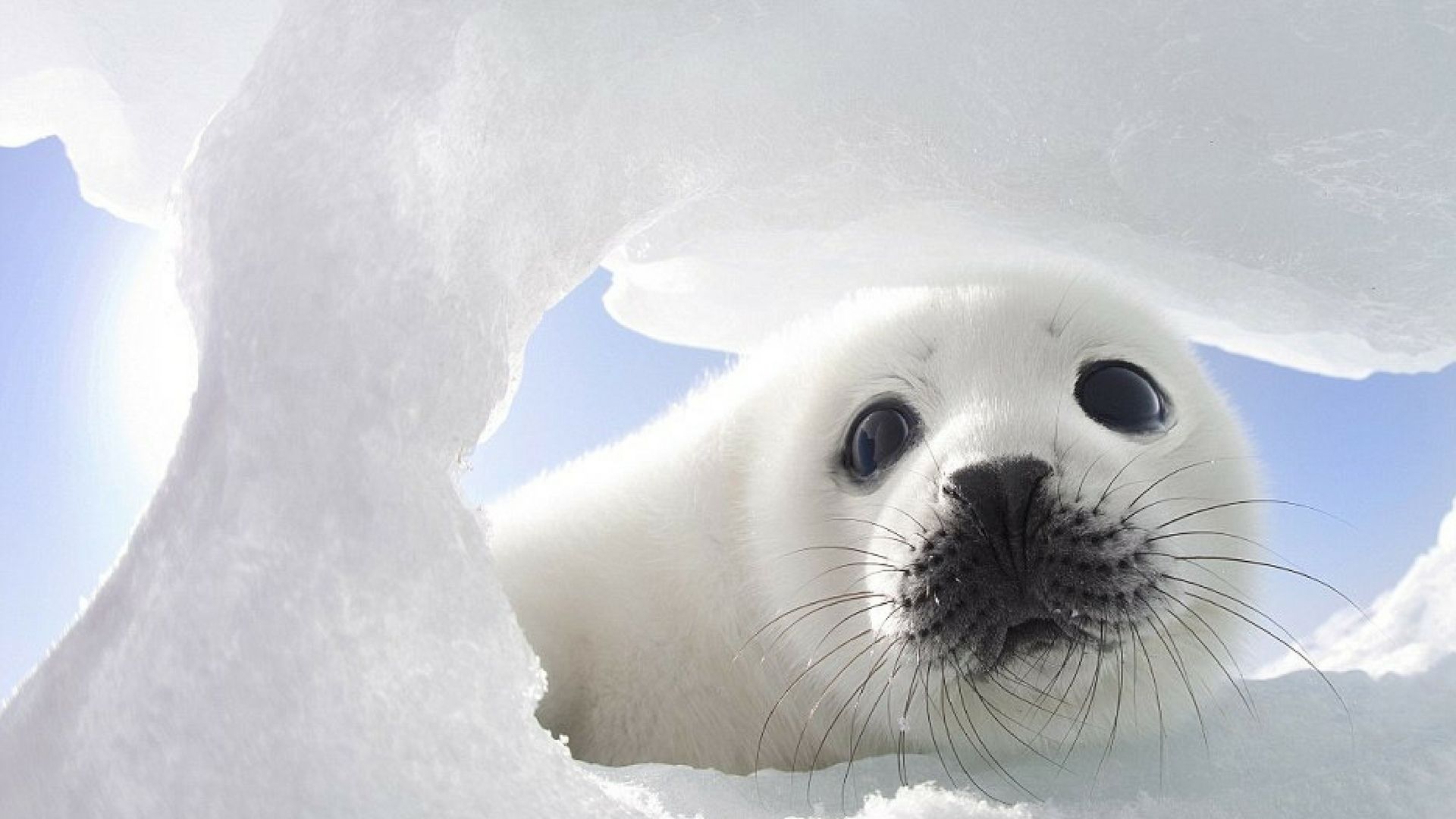 Cucciolo di foca sul ghiaccio, 1920x1080 1080p, PC