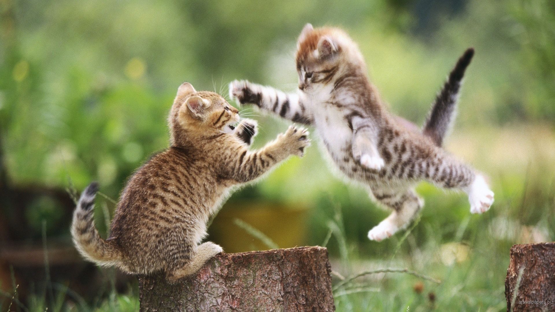 Due gattini che giocano, 1920x1080 Full HD 1080p, Desktop