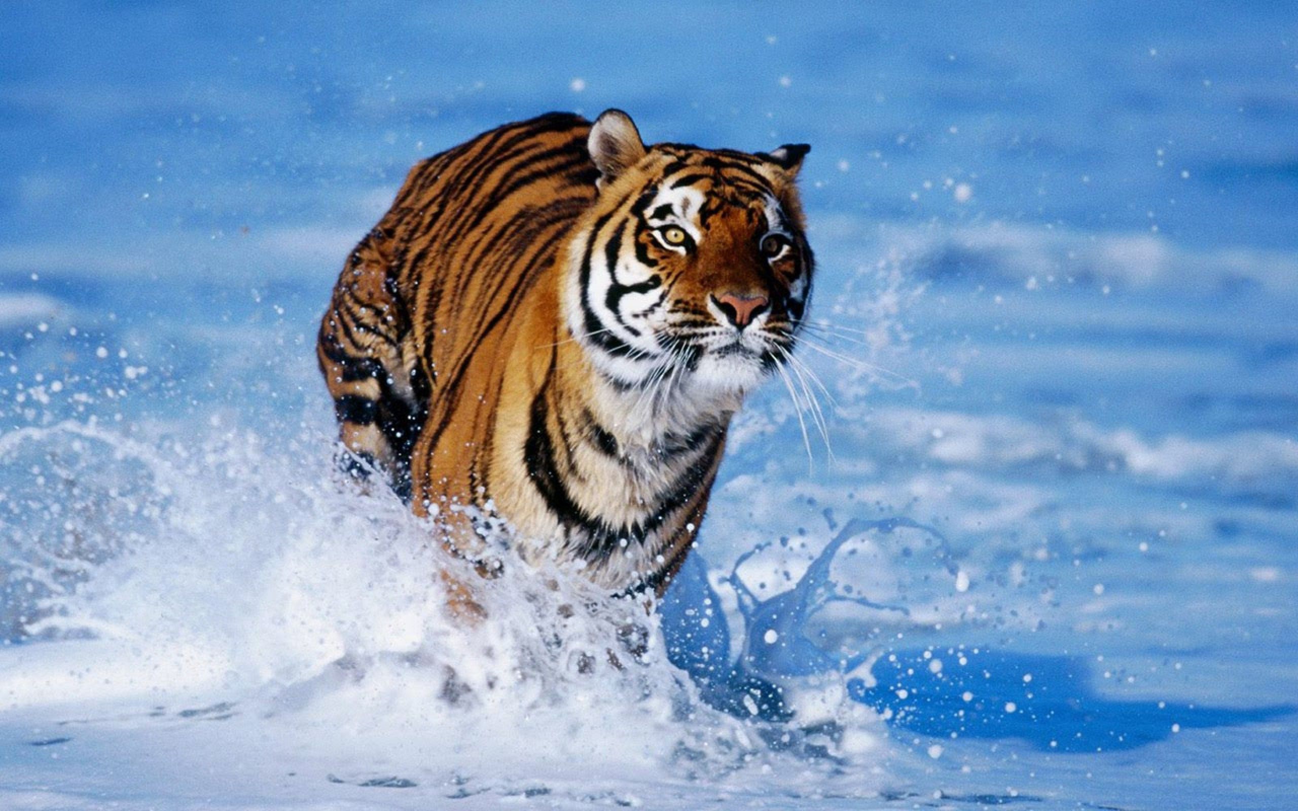 Tigre che corre nell'acqua, 2560x1600 WQXGA, Monitor Gaming