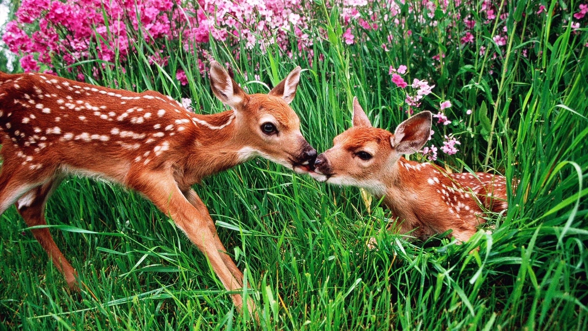 Due cuccioli di cervo tra fiori, 1920x1080 1080p, PC Desktop