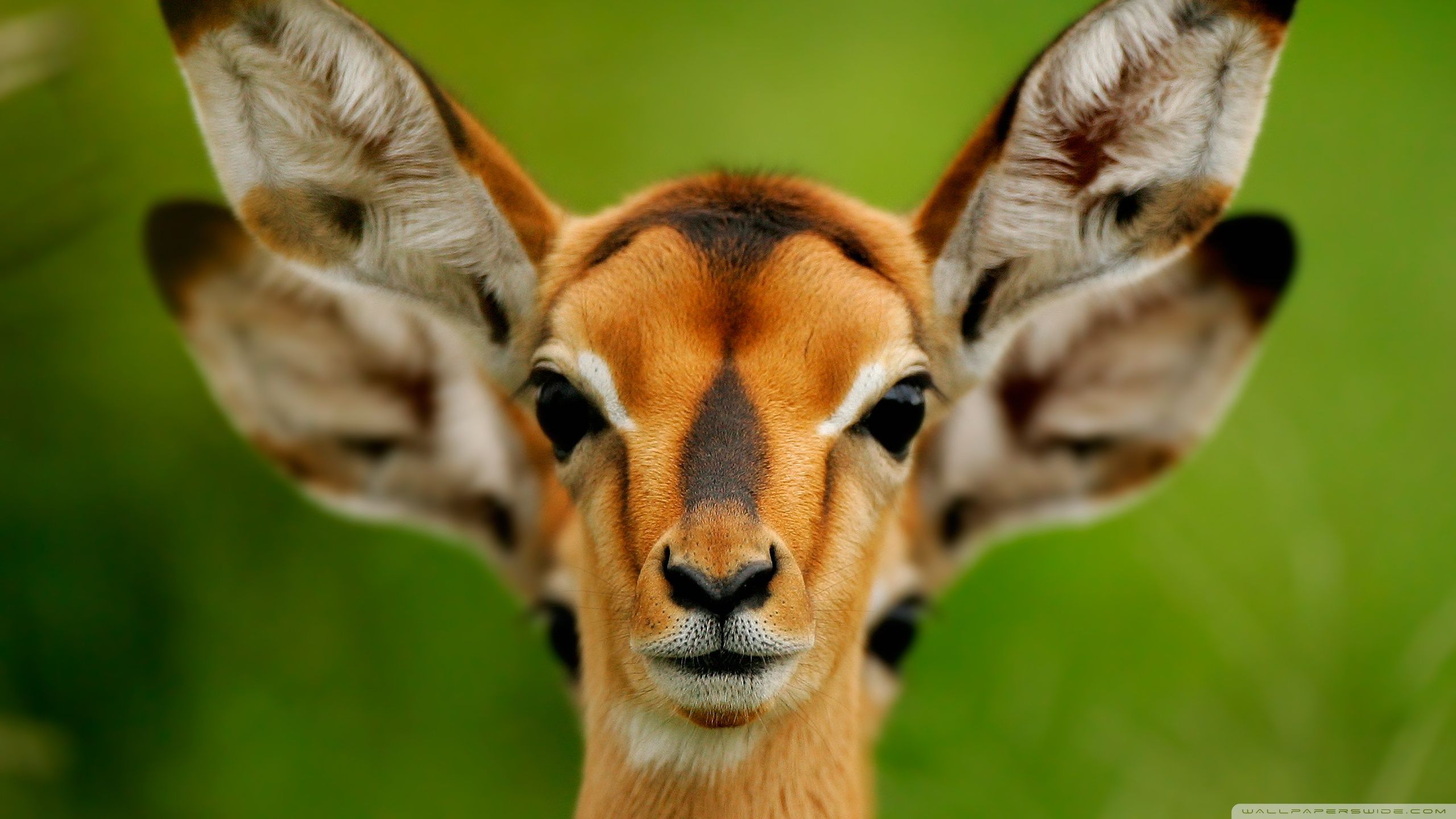 Antilope impala primo piano, 2560x1440 QHD, PC