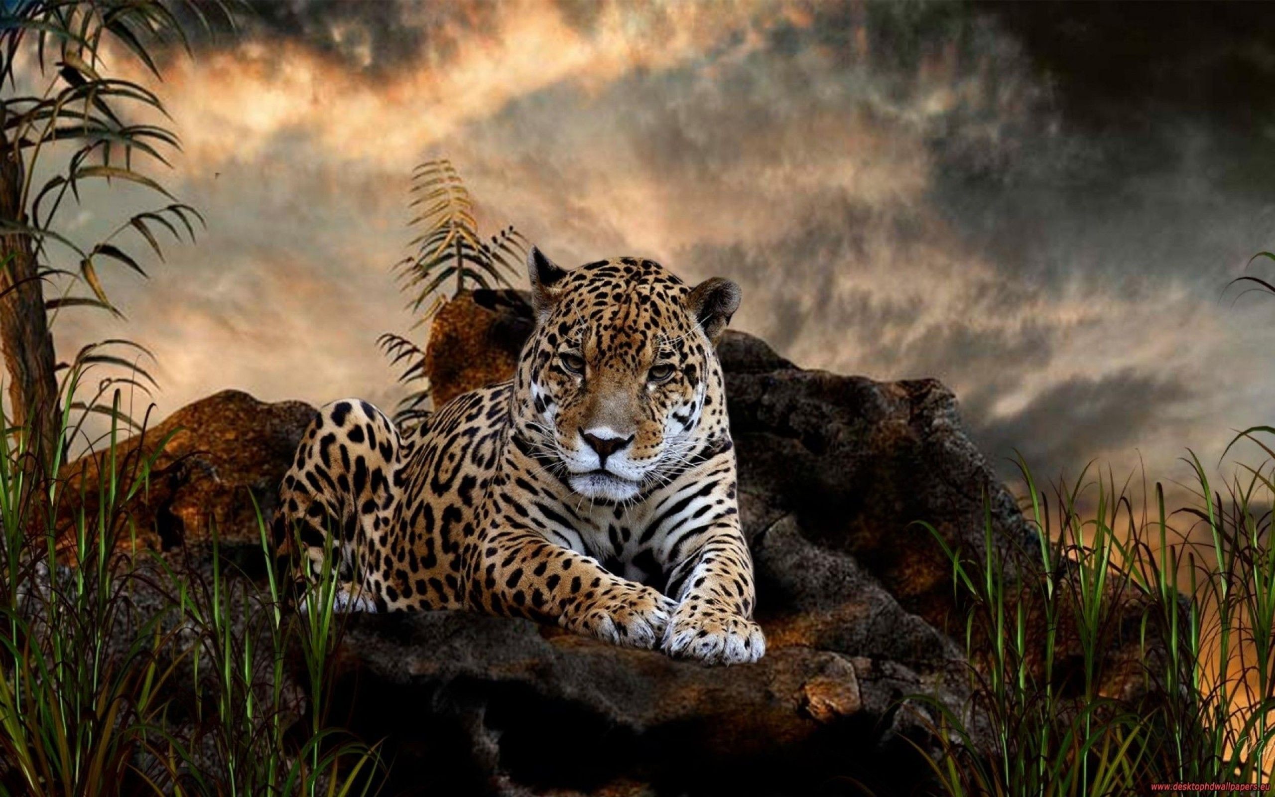 Leopardo su roccia al tramonto, 2560x1600 WQXGA, Desktop