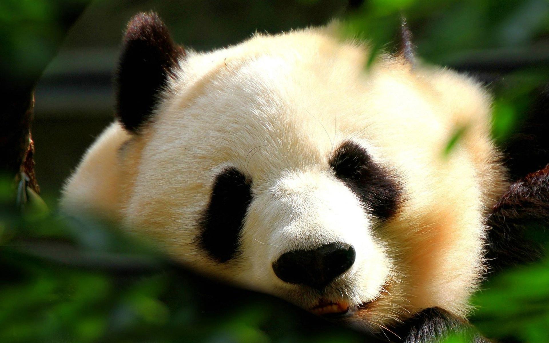 Panda gigante tra foglie, 1920x1200 Full HD+ WUXGA, PC Desktop