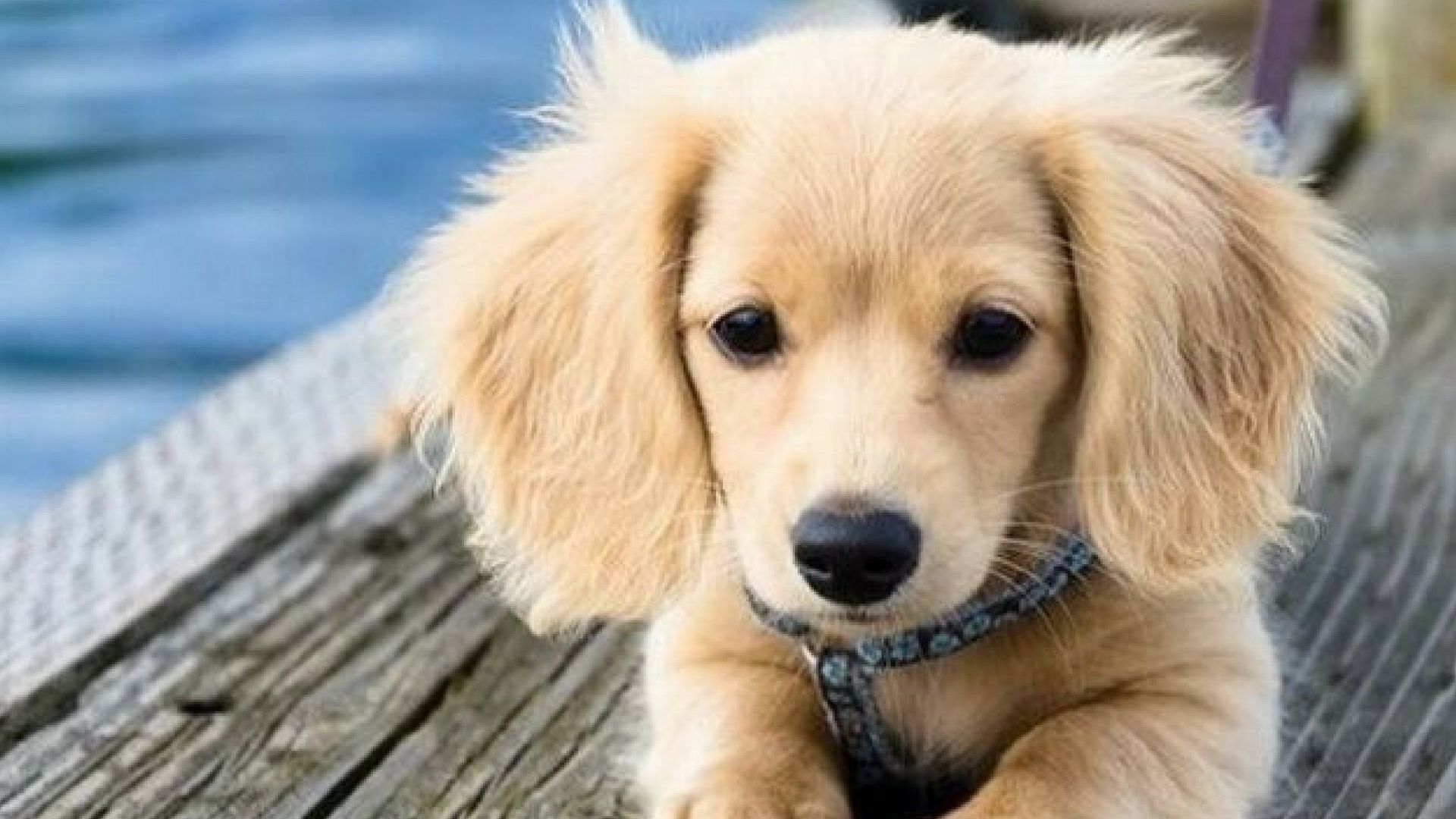 Cucciolo golden retriever su molo, 1920x1080 Full HD, PC