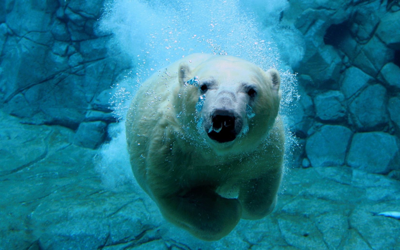 Orso polare che nuota subacqueo, 1680x1050 900p, Desktop