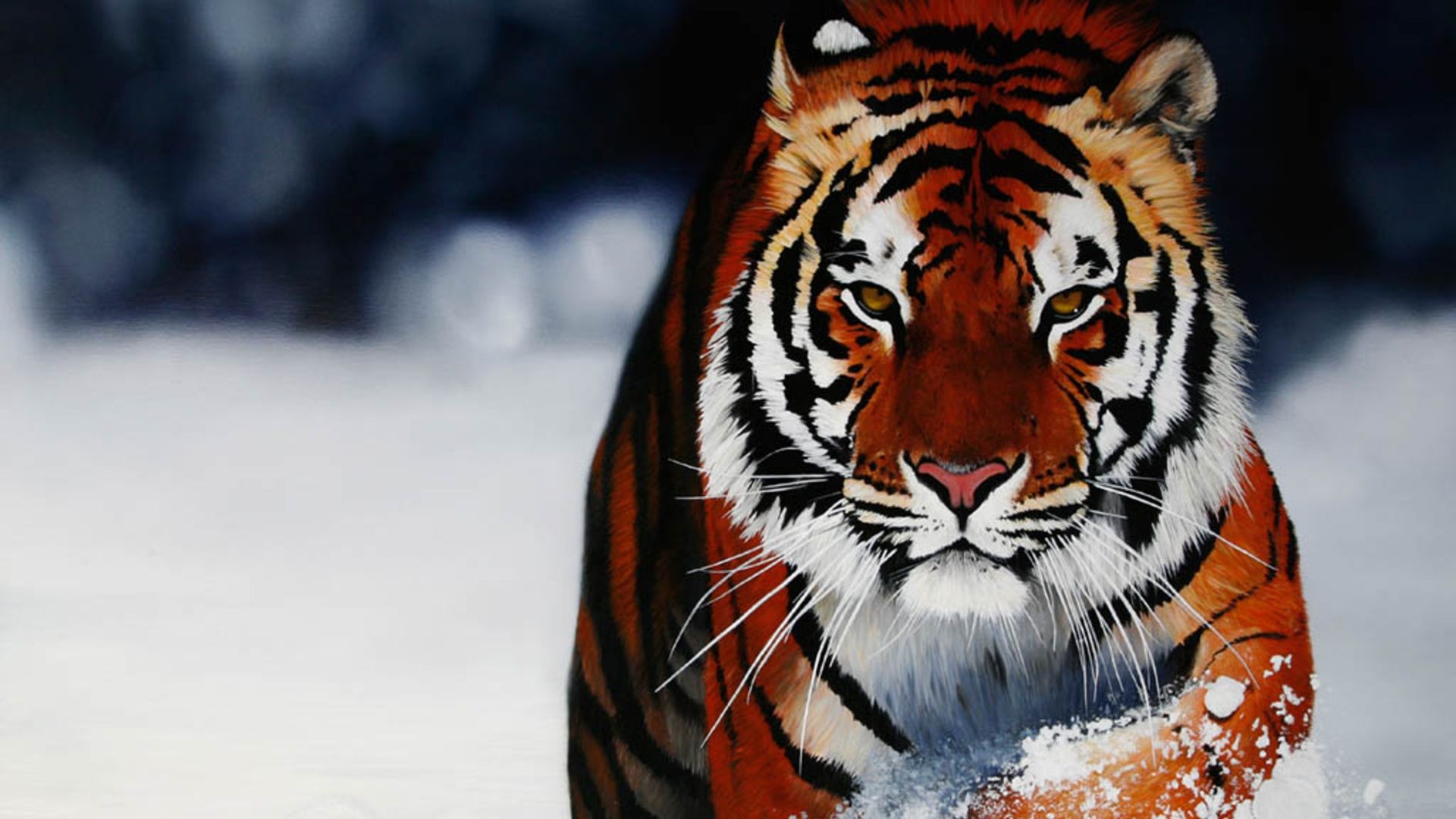 Tigre nella neve, 1920x1080 Full HD, PC Desktop