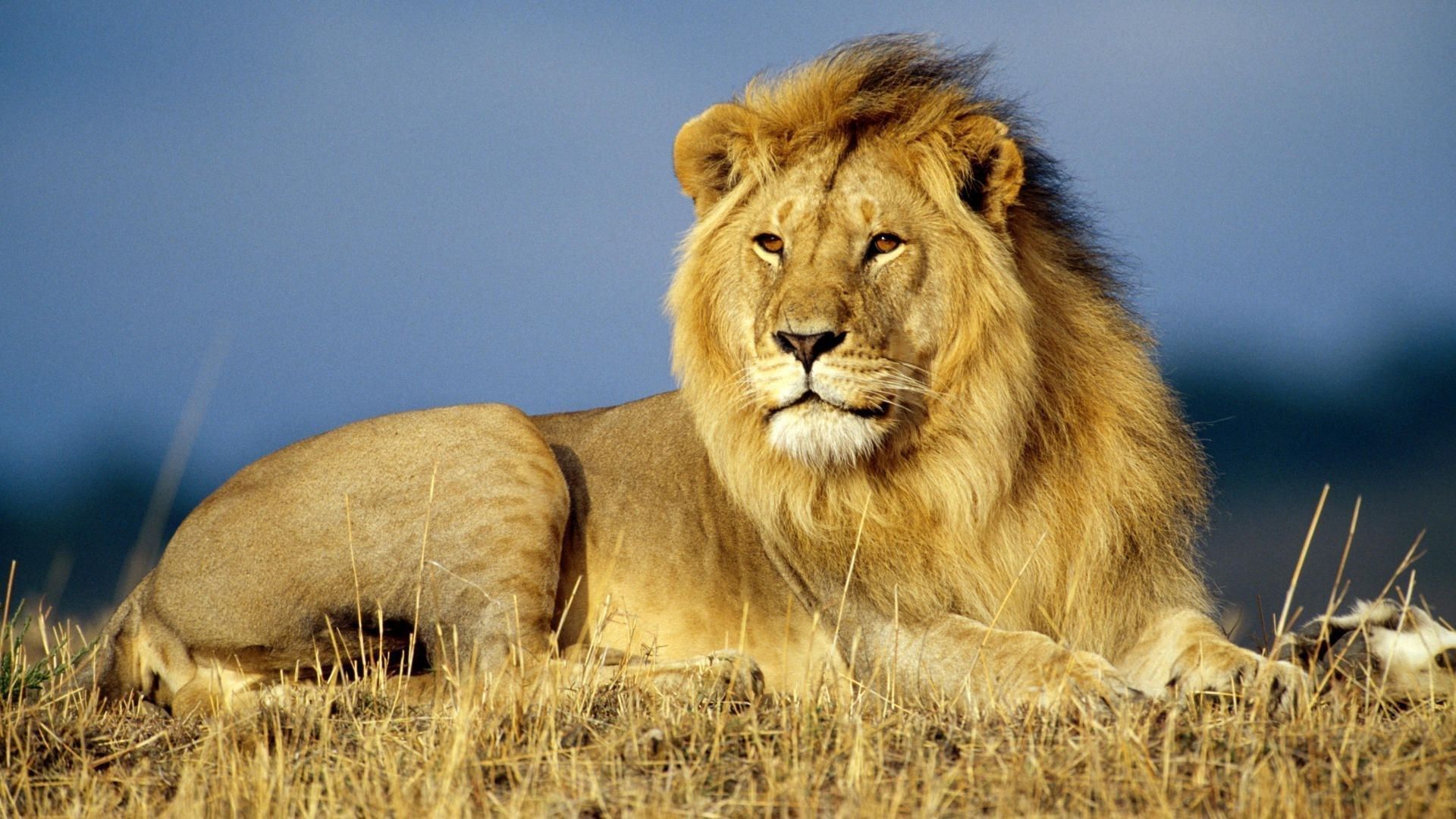 Leone africano sdraiato savana, 1920x1080 1080p, PC