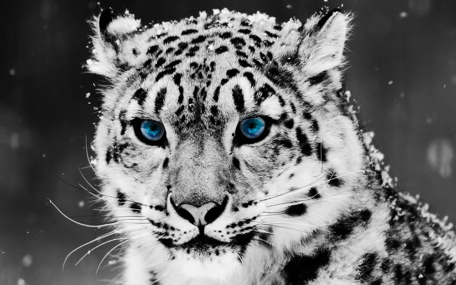 Leopardo delle nevi occhi blu, 1920x1200 WUXGA, PC