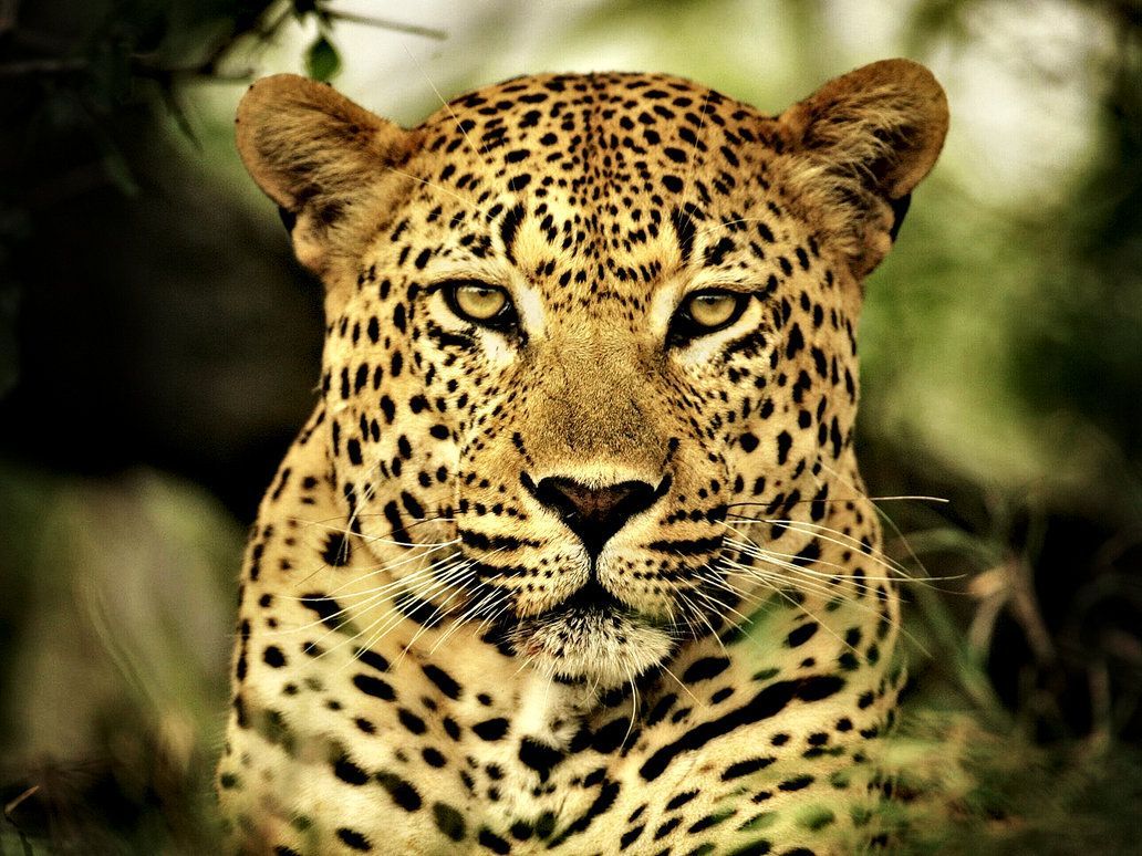 Leopardo primo piano, 1032x774 HD, PC Desktop